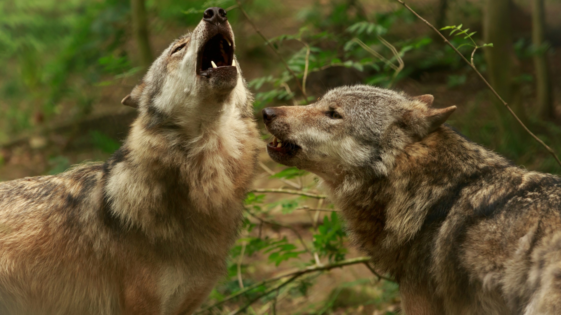 Два серых волка воют в лесу
