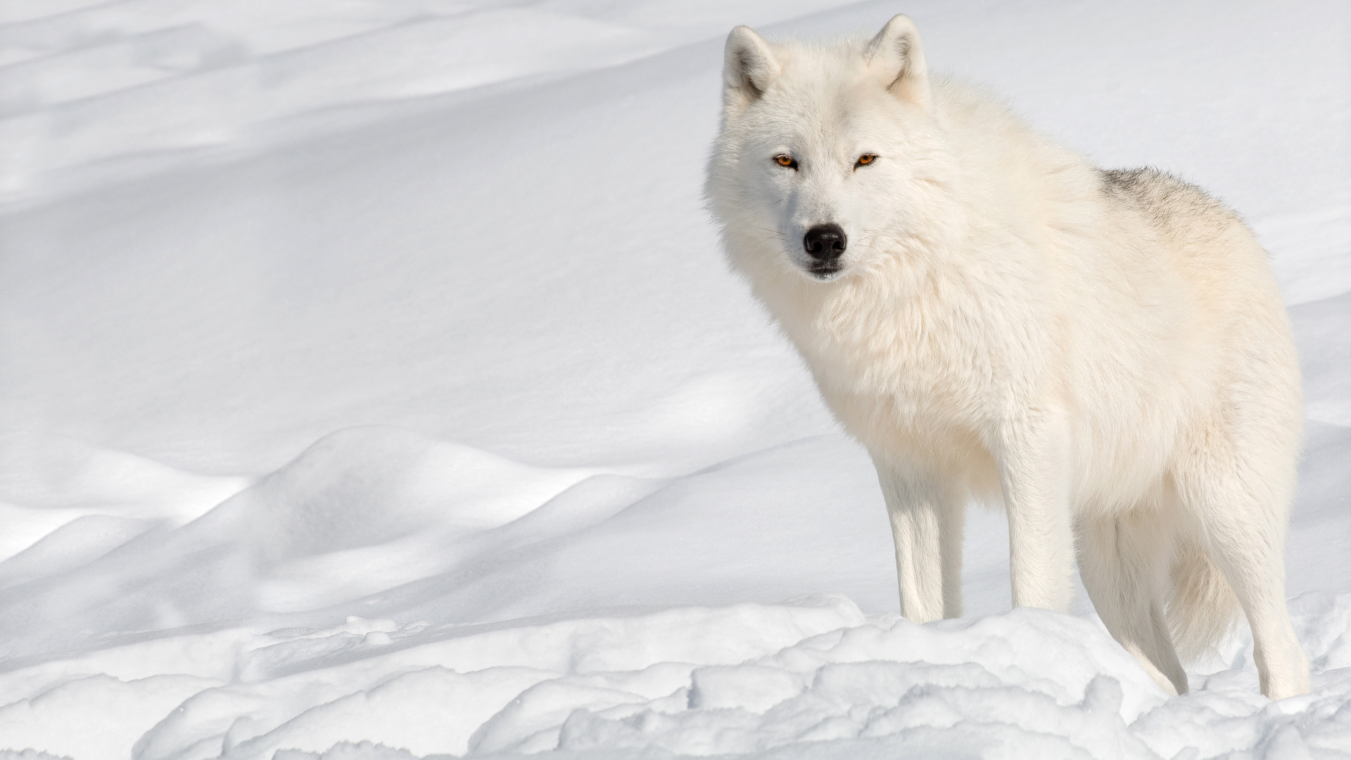 Белый волк стоит на холодном снегу 