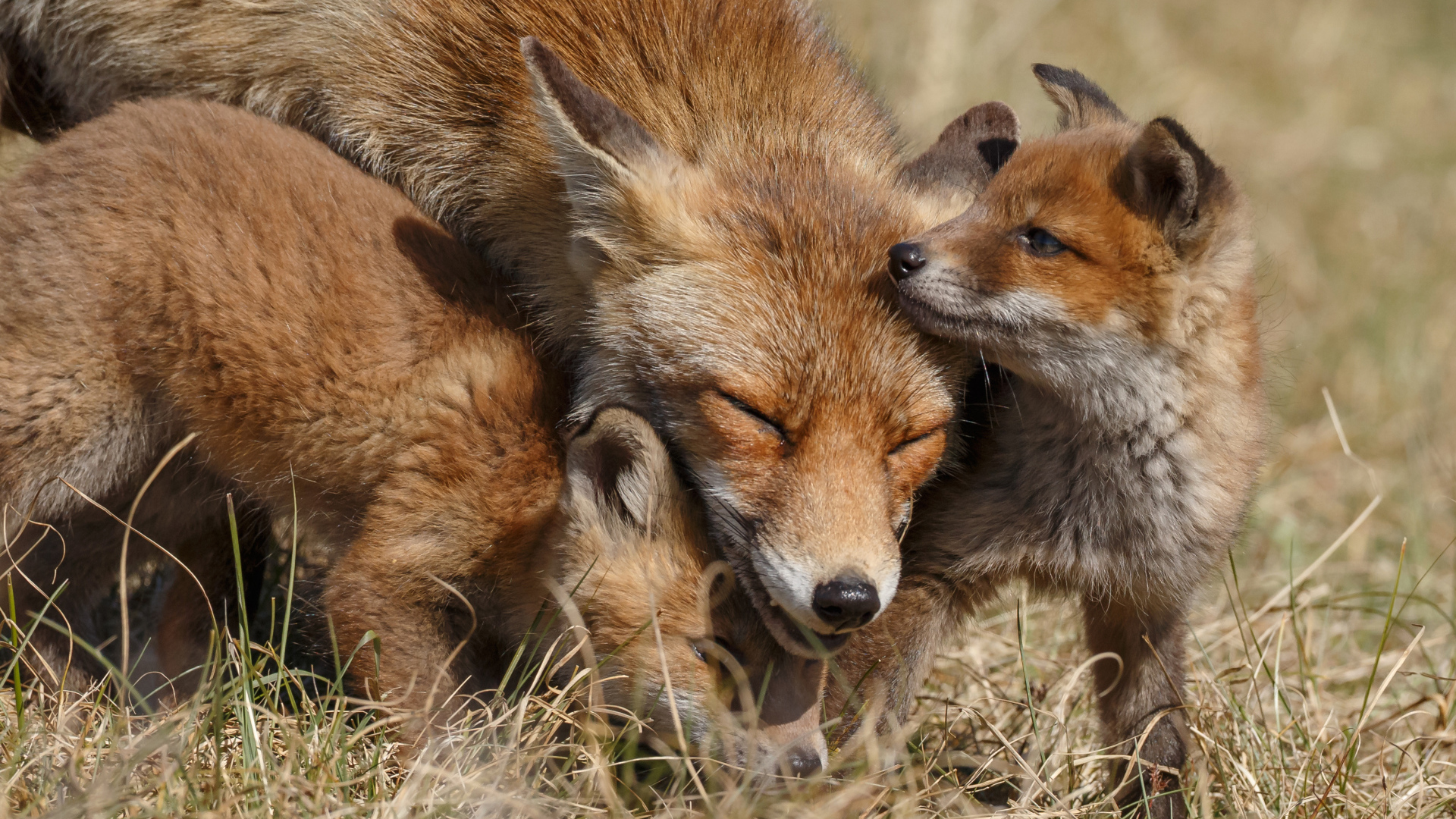 Дикая лиса с маленькими лисятами