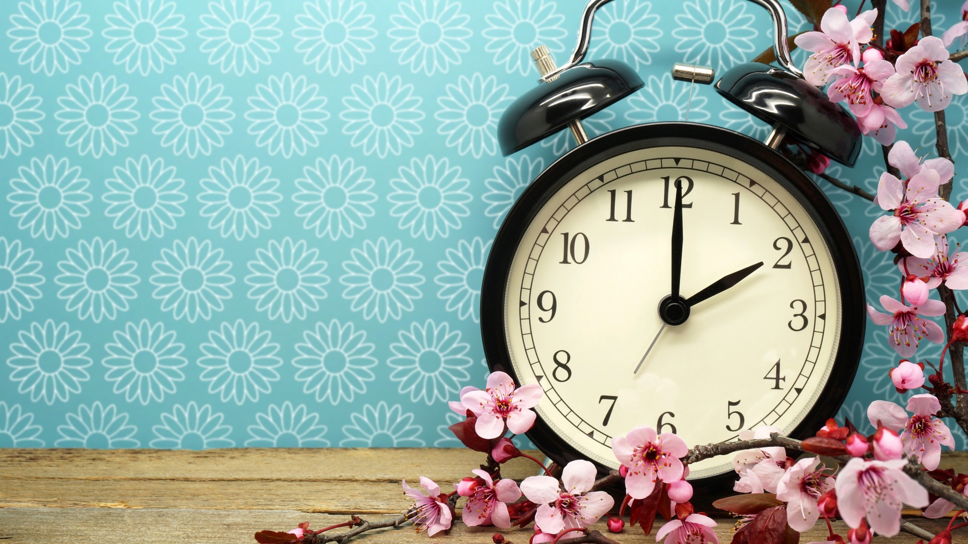 Черный будильник на голубом фоне с цветами абрикоса