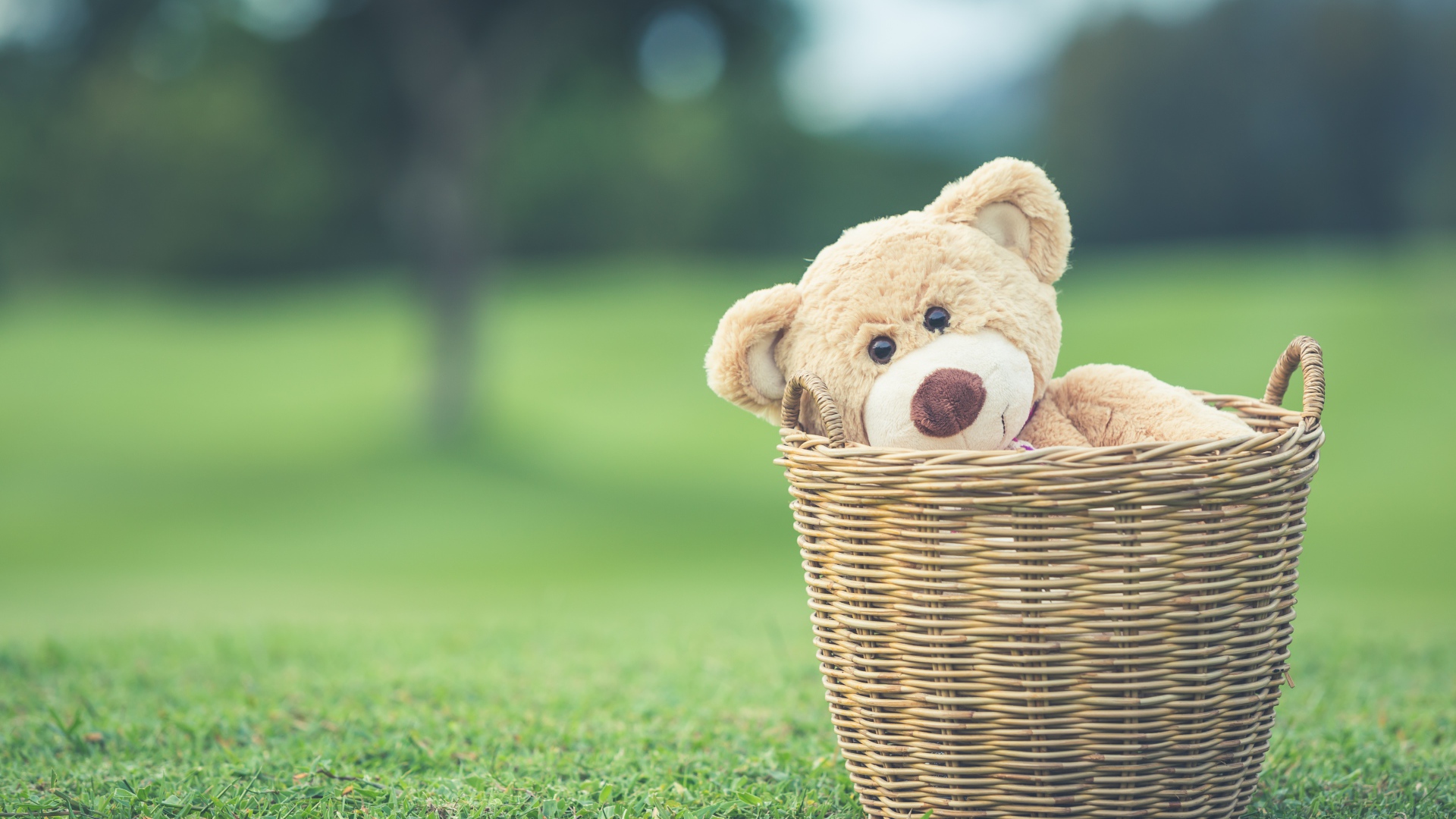 Плюшевый медведь в корзине на зеленой траве