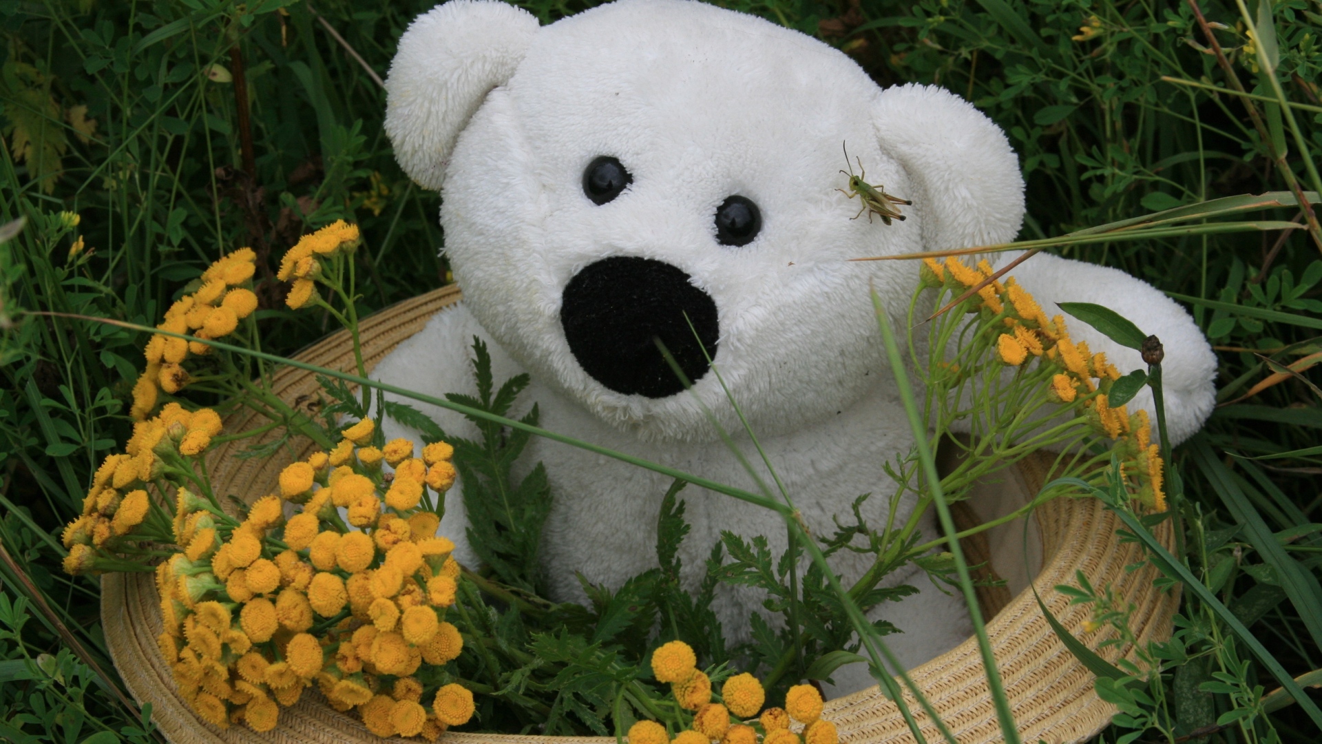 Белый плюшевый медведь в зеленой траве с цветами пижмы 
