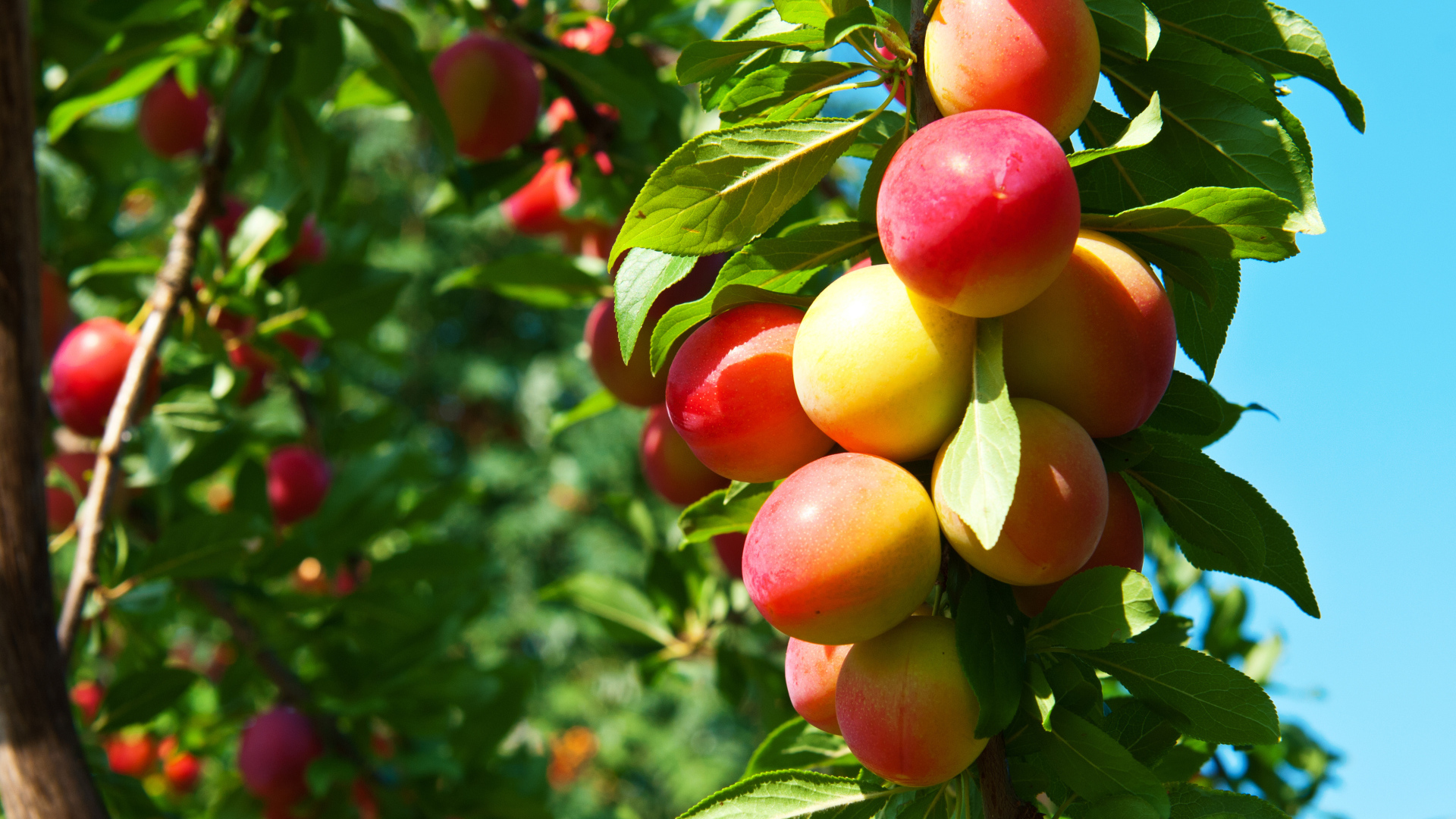 Спелая сочная алыча на ветке