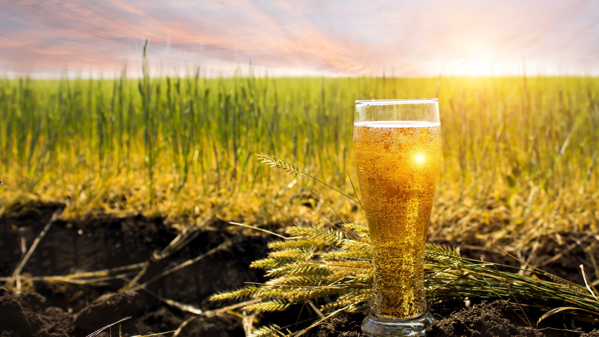 Стакан пива стоит на земле в лучах солнца с зелеными колосками