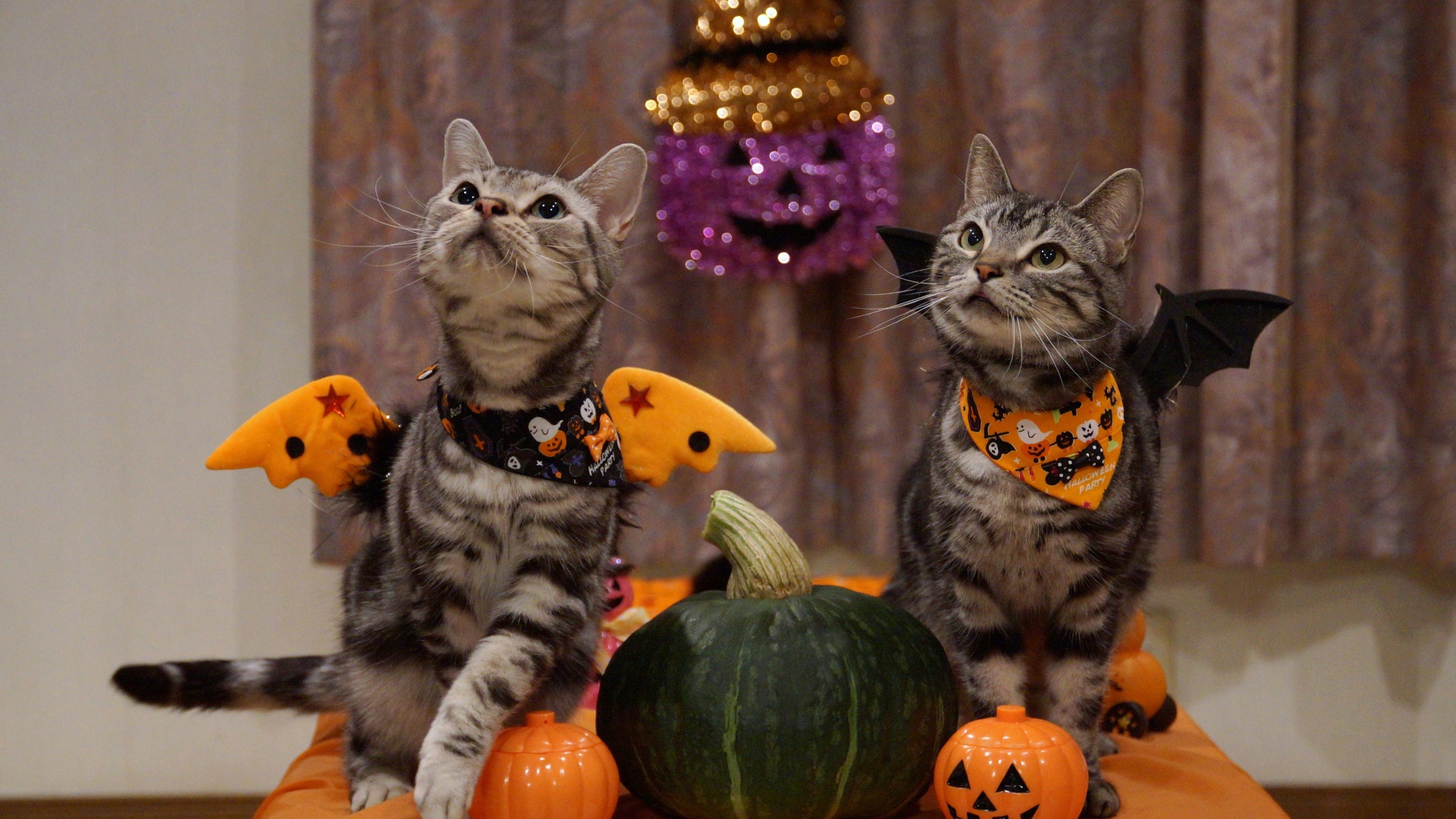 Два серых кота в костюмах на праздник Хэллоуин 