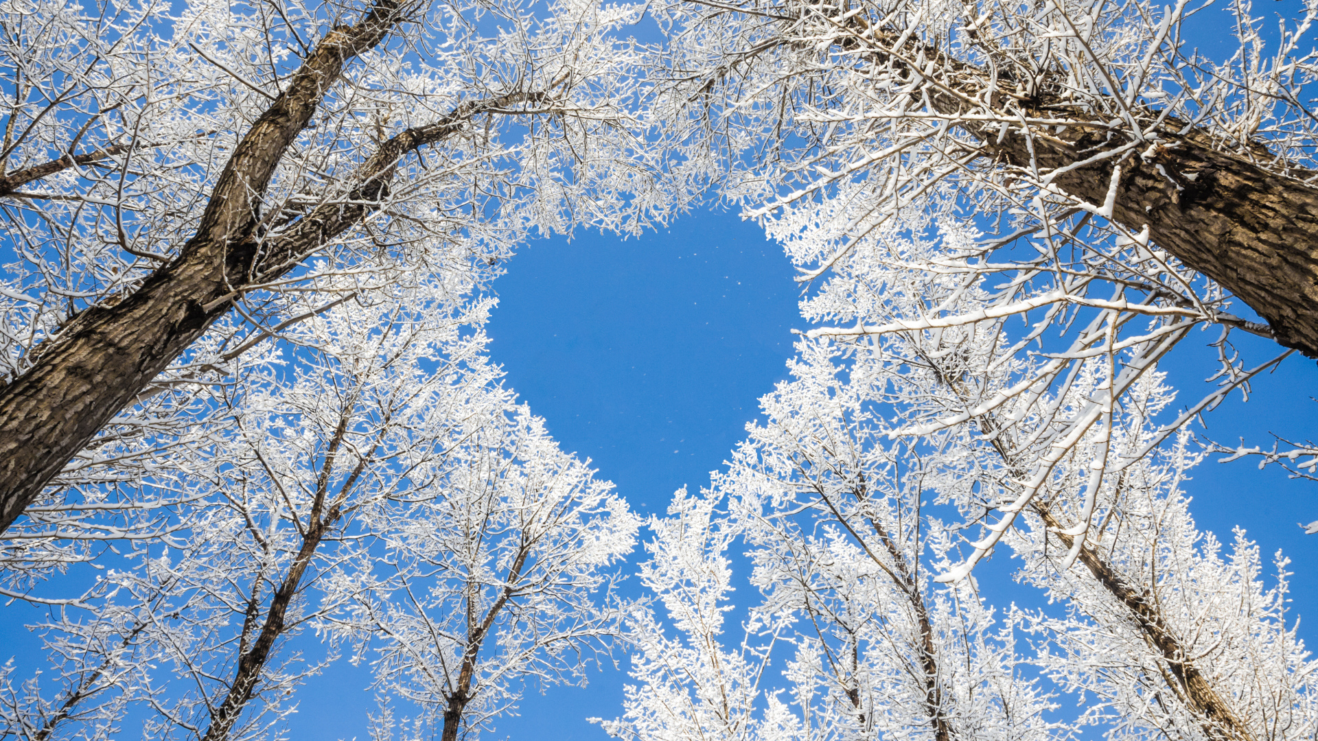 Кроны покрытых инеем деревьев воздают сердце на фоне голубого неба