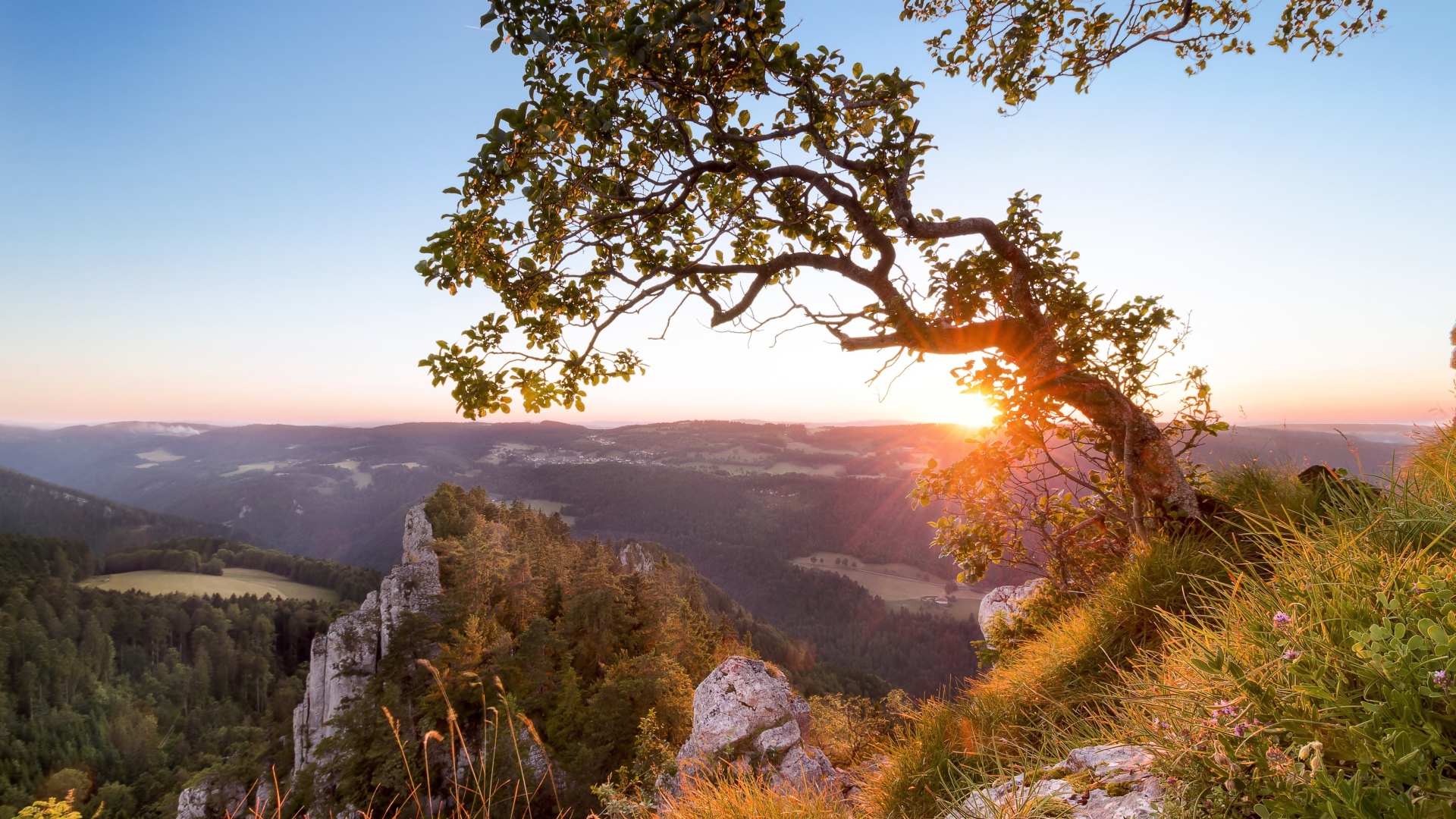 Дерево на краю утеса на рассвете