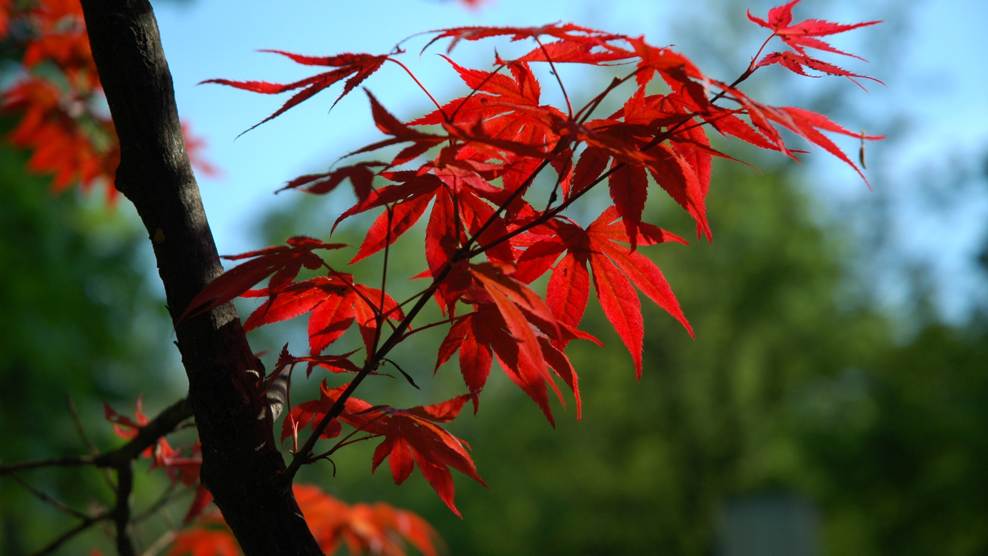 Ветка с красными листьями на дереве 