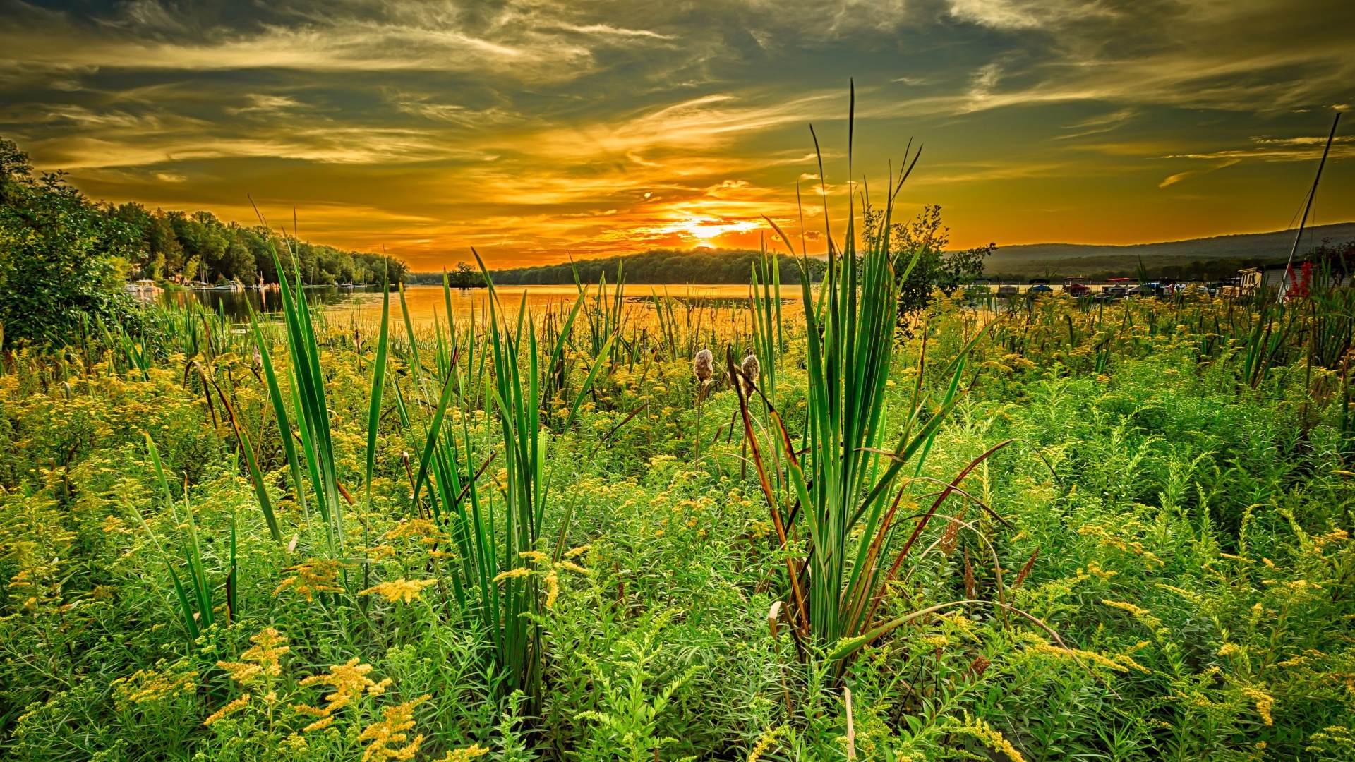 Трава на берегу озера под красивым небом на закате солнца