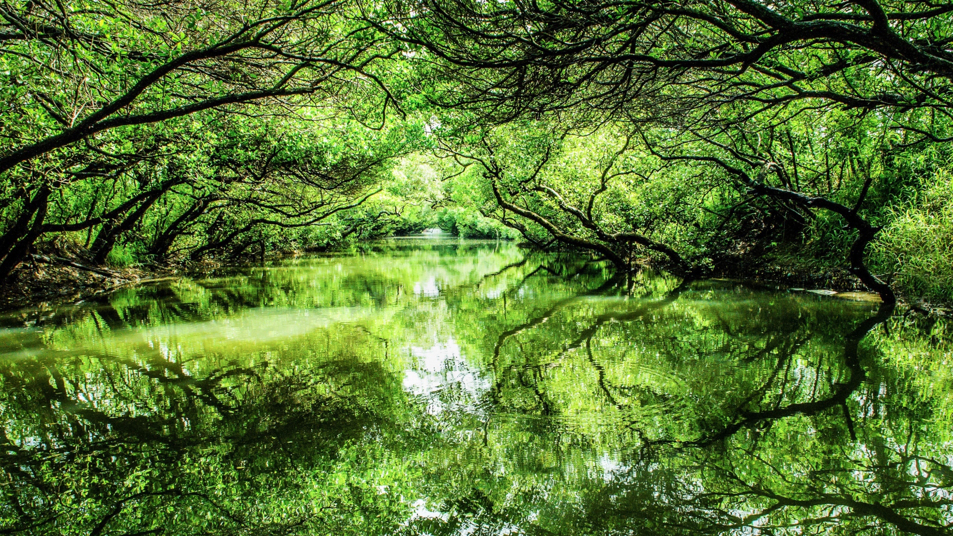 Зеленые деревья отражаются в реке