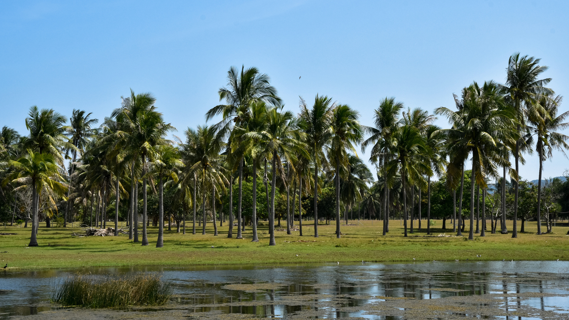 Пальмы на берегу у воды, Таиланд