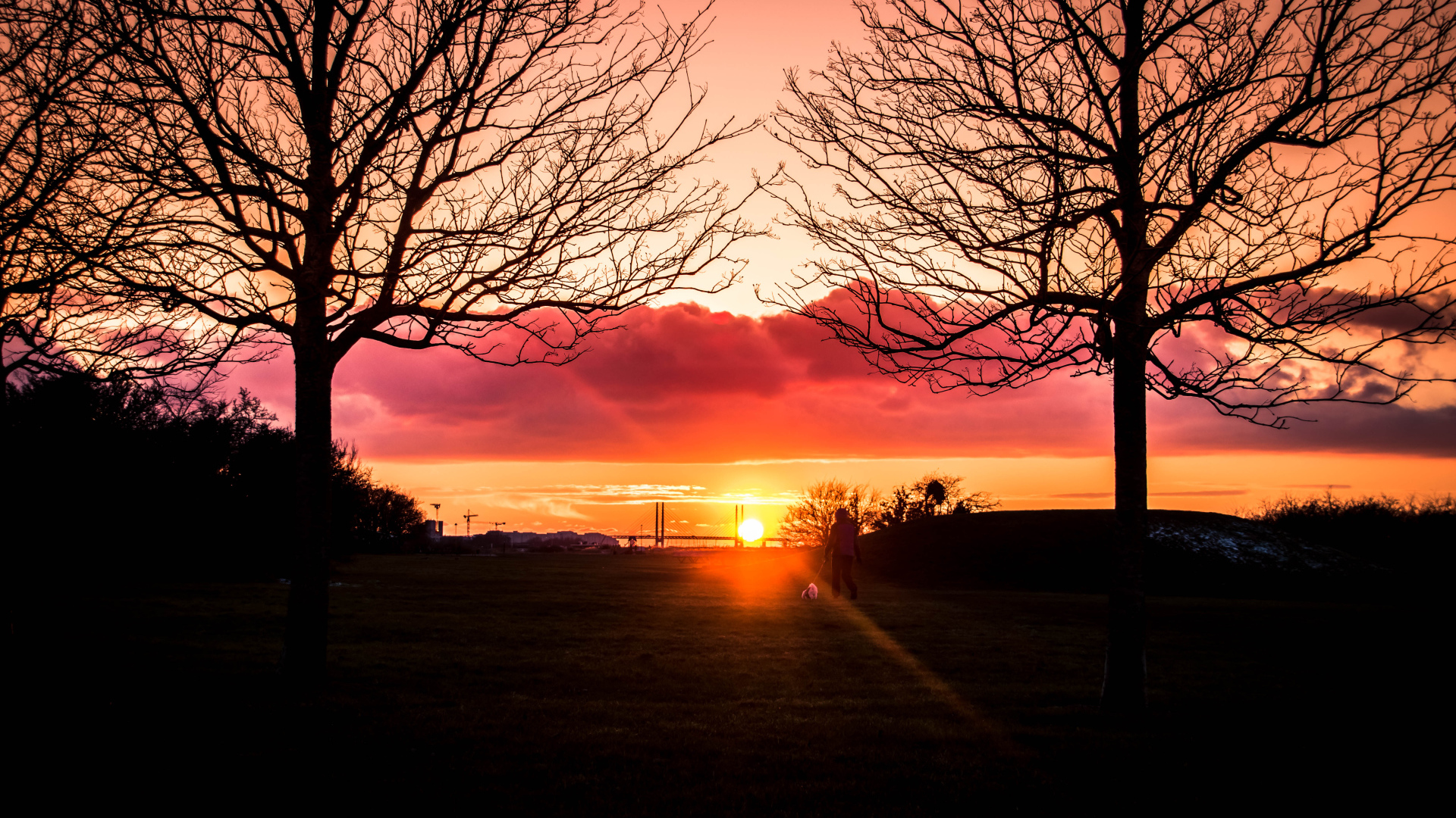 Силуэты деревьев на фоне яркого солнца