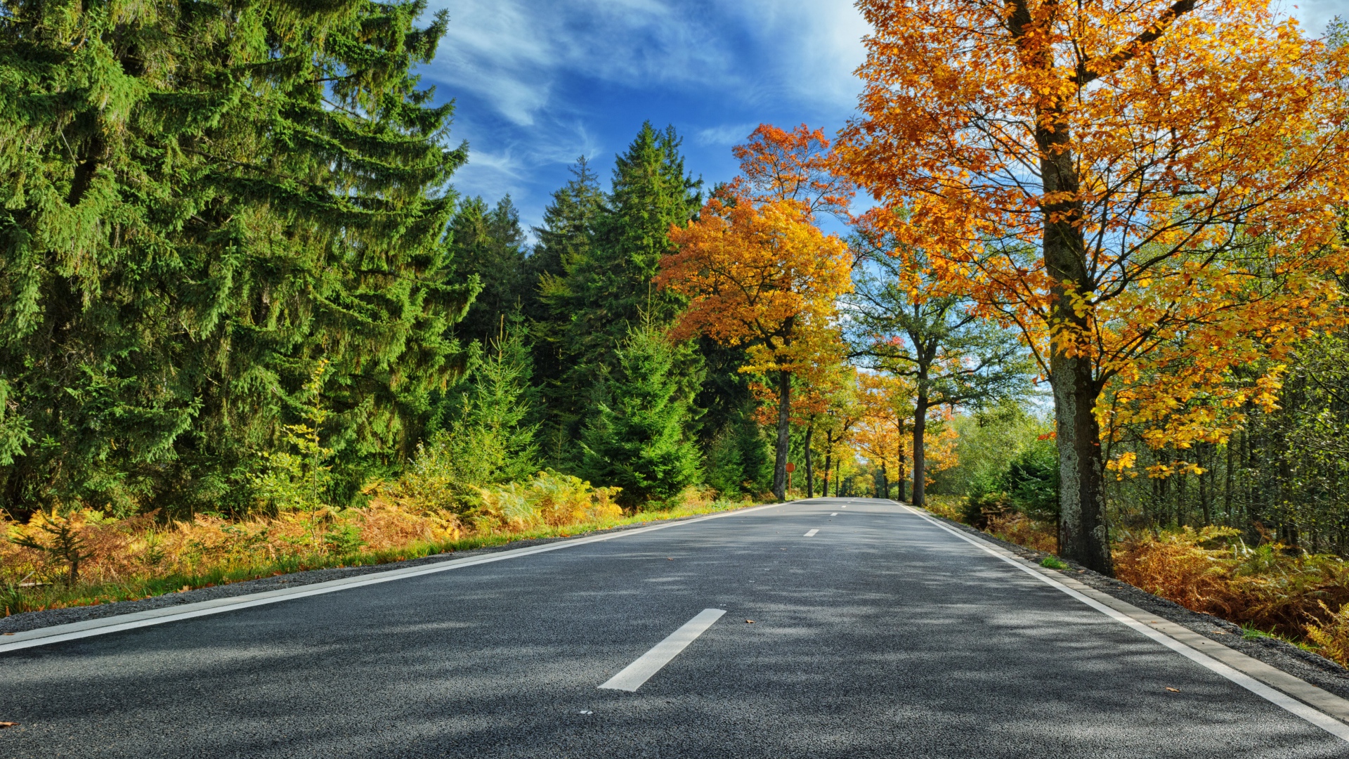 Высокие зеленые ели и деревья с желтыми листьями у дороги под голубым небом
