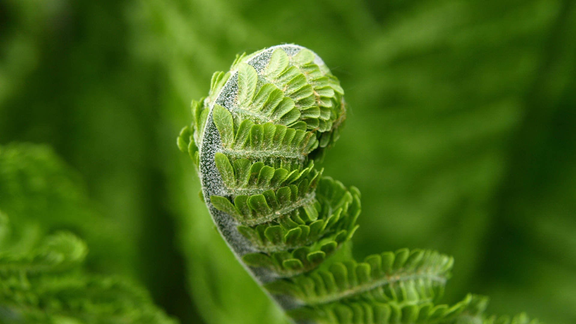 Зеленый лист папоротника распускается весной