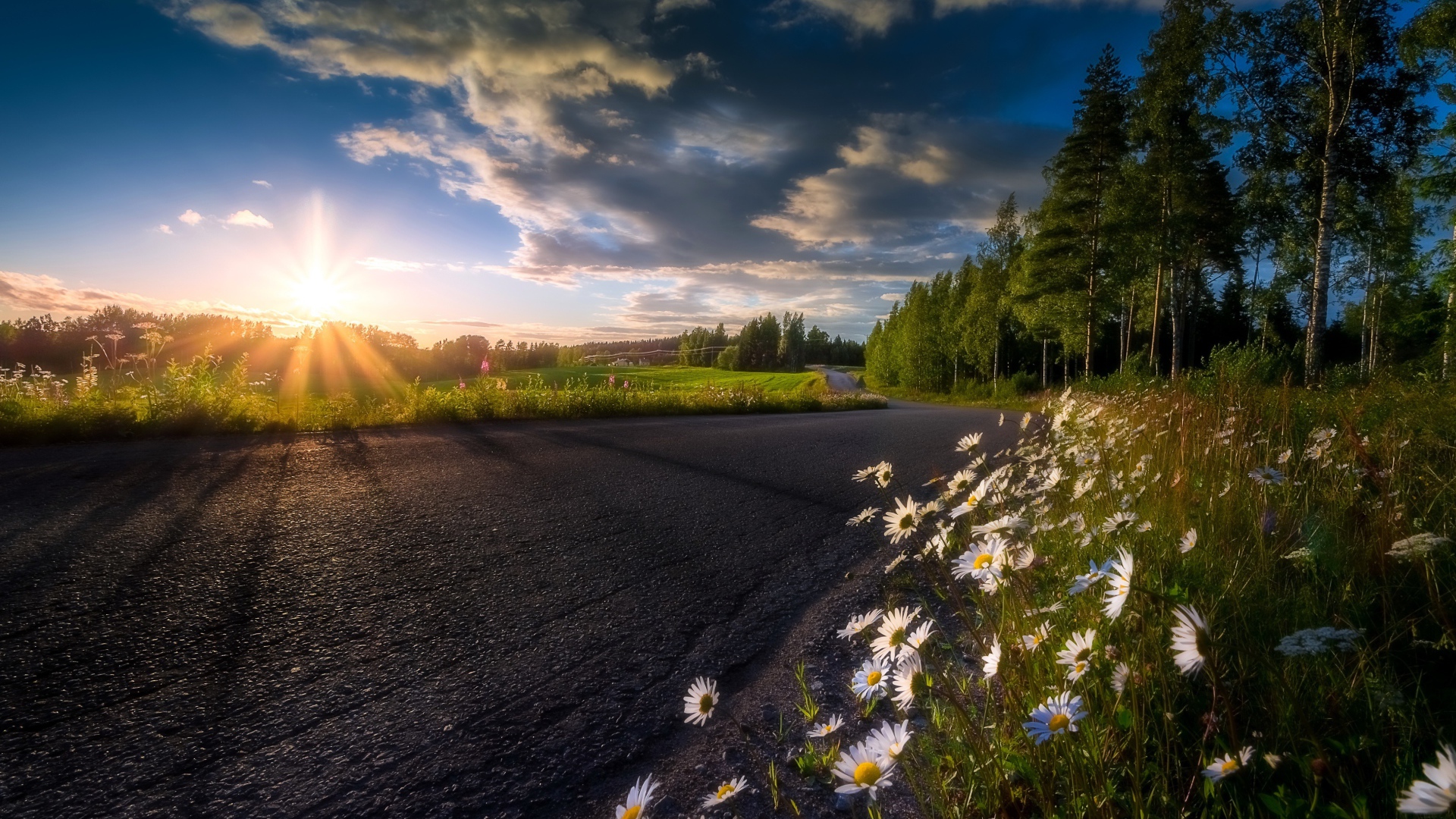 Восходящее солнце в красивом небе освещает растущие у дороги ромашки