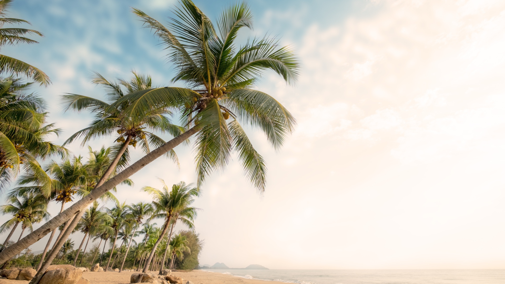 Зеленые пальмы с камнями на берегу океана летом