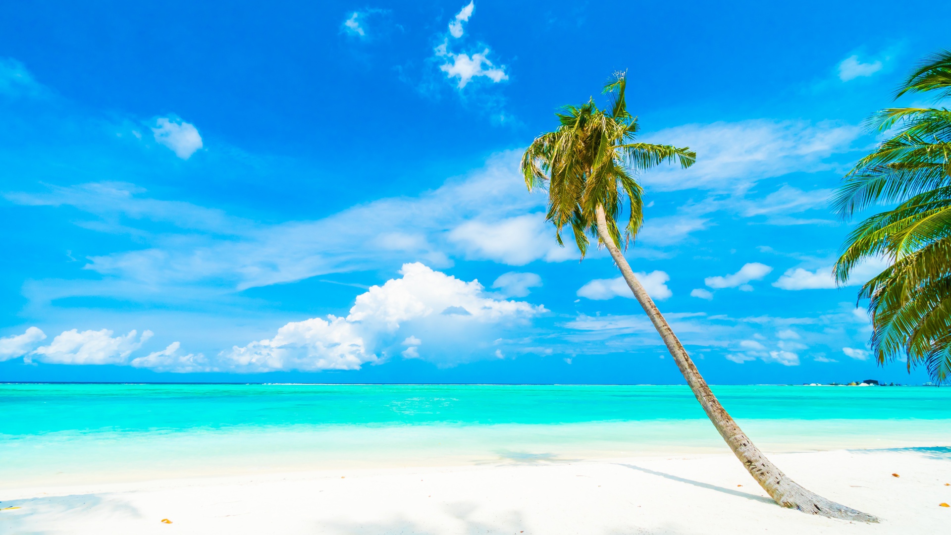 Пальма на белом песке на фоне океана