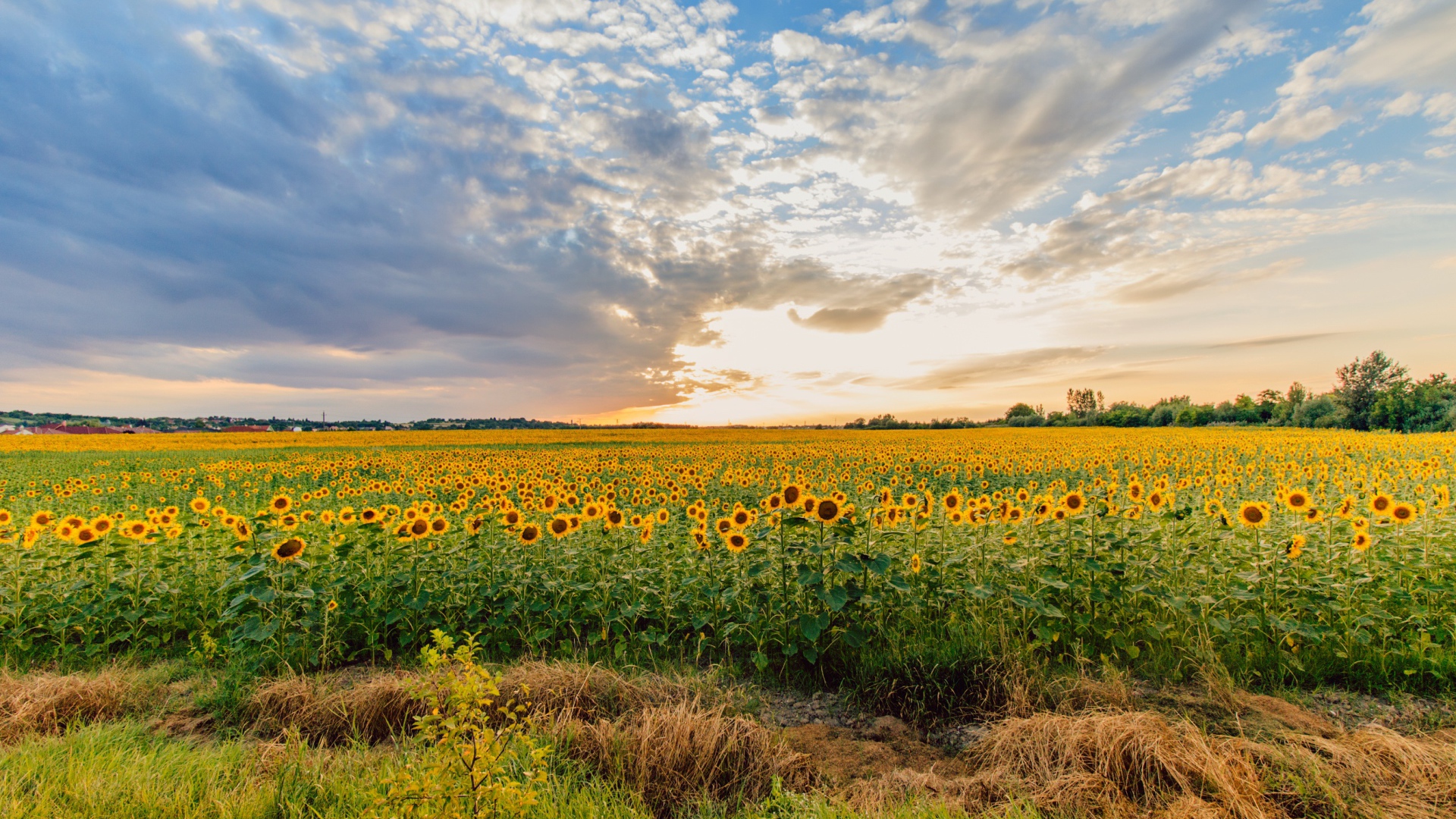 Поле цветущих подсолнухов под красивым небом