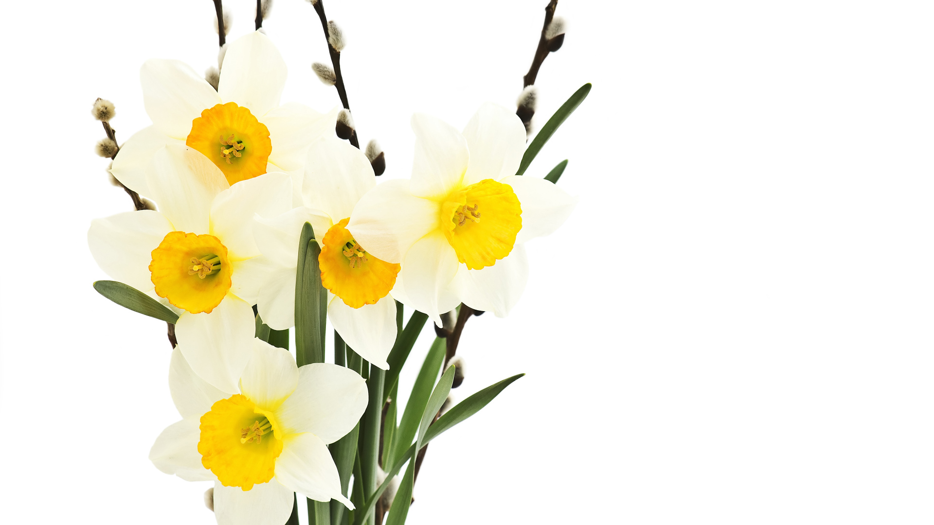 Букет нарциссов и вербы на белом фоне