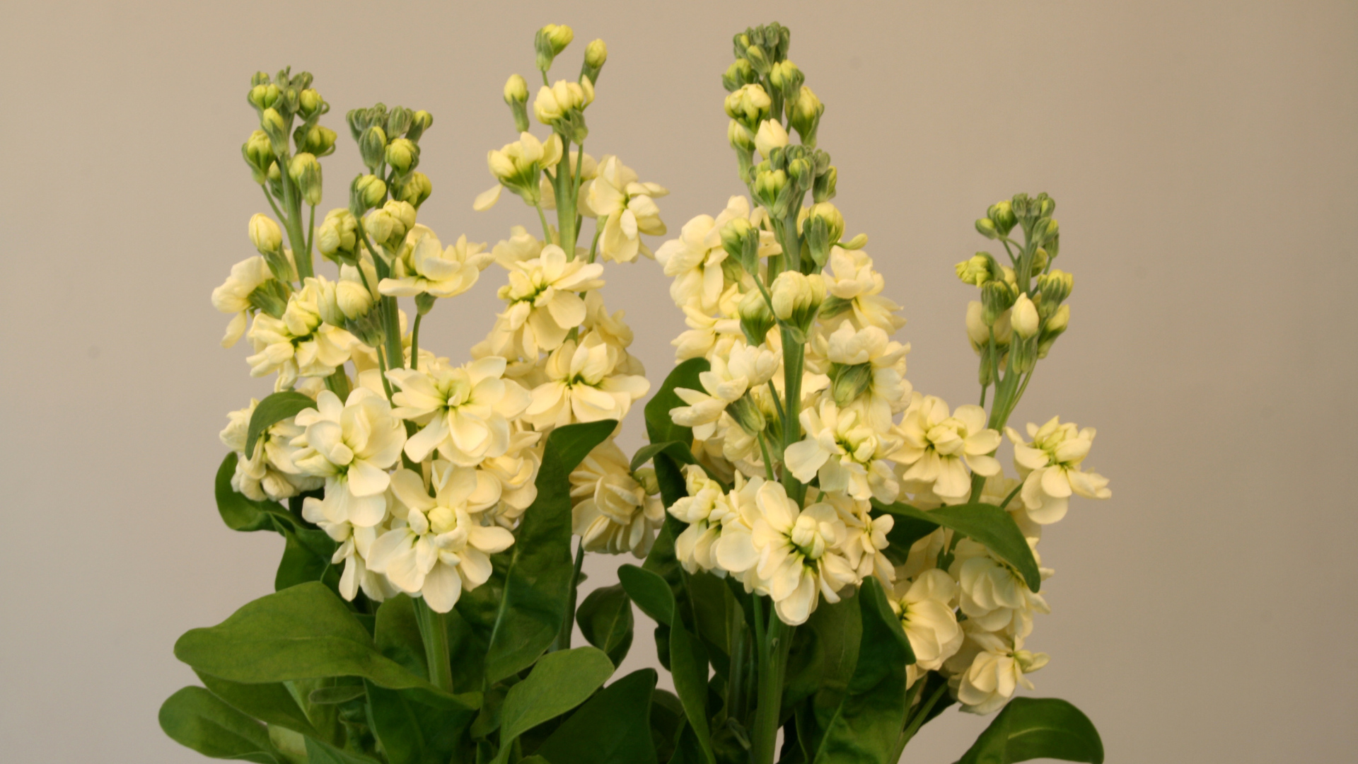 Букет белых цветов левкой 