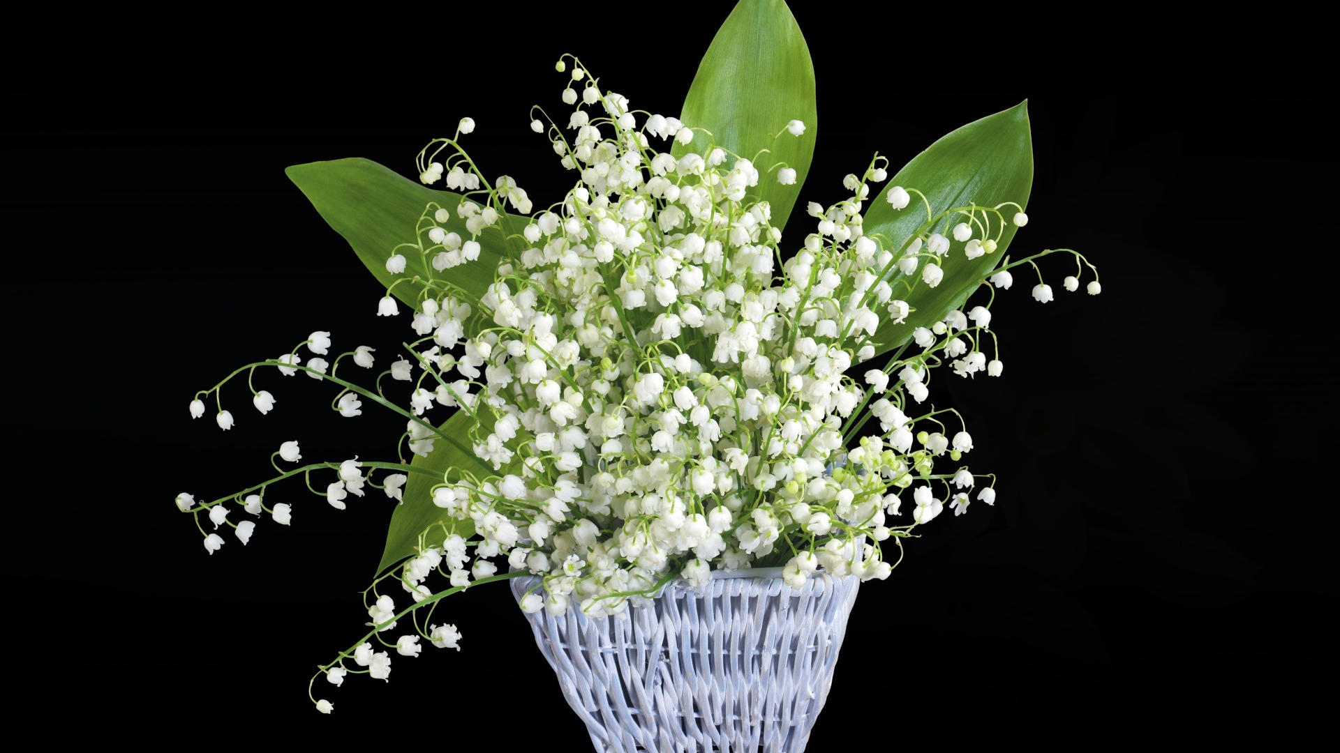 Букет белых ландышей в корзине на черном фоне