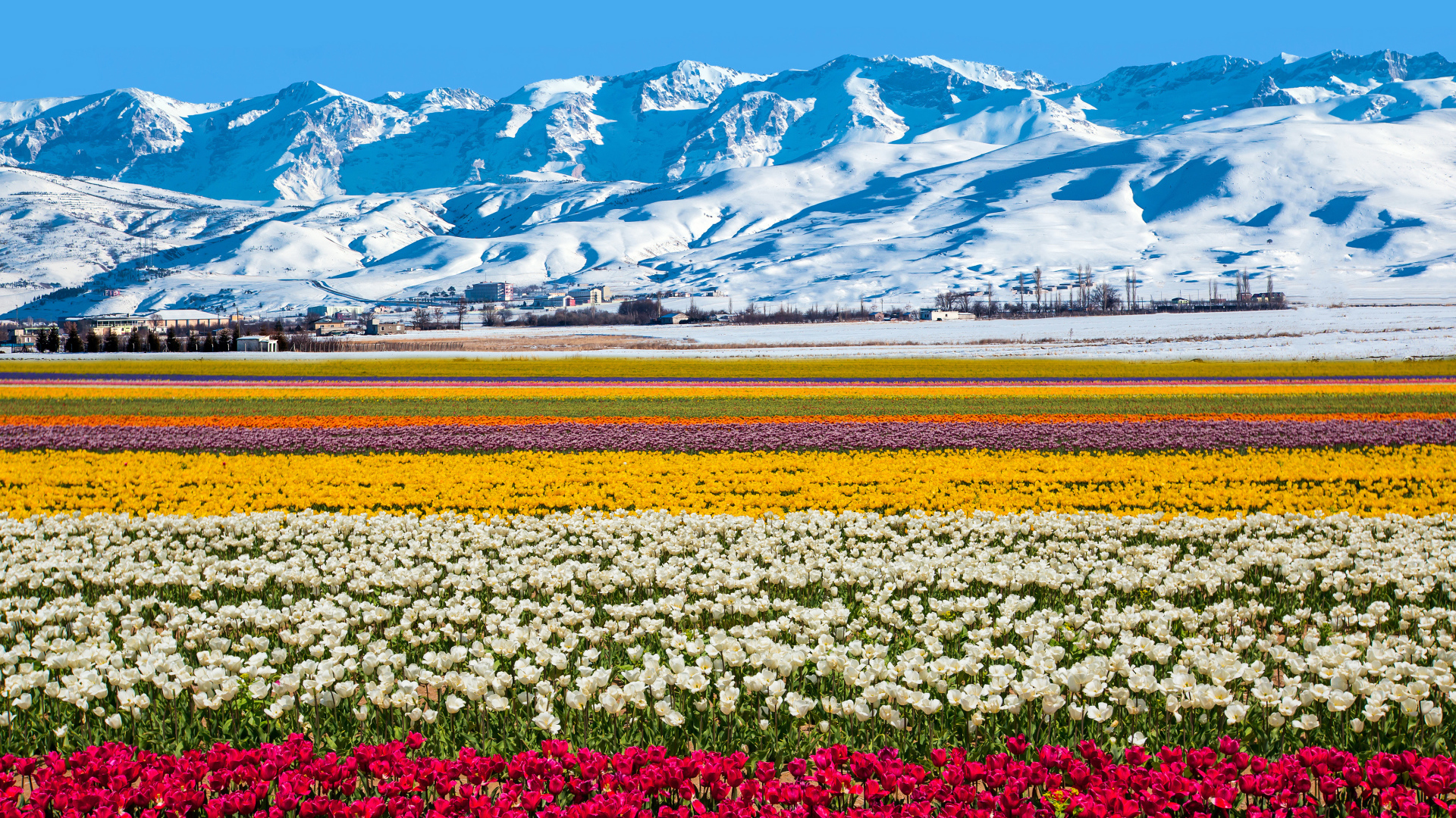 Поле разноцветных тюльпанов на фоне заснеженных гор 