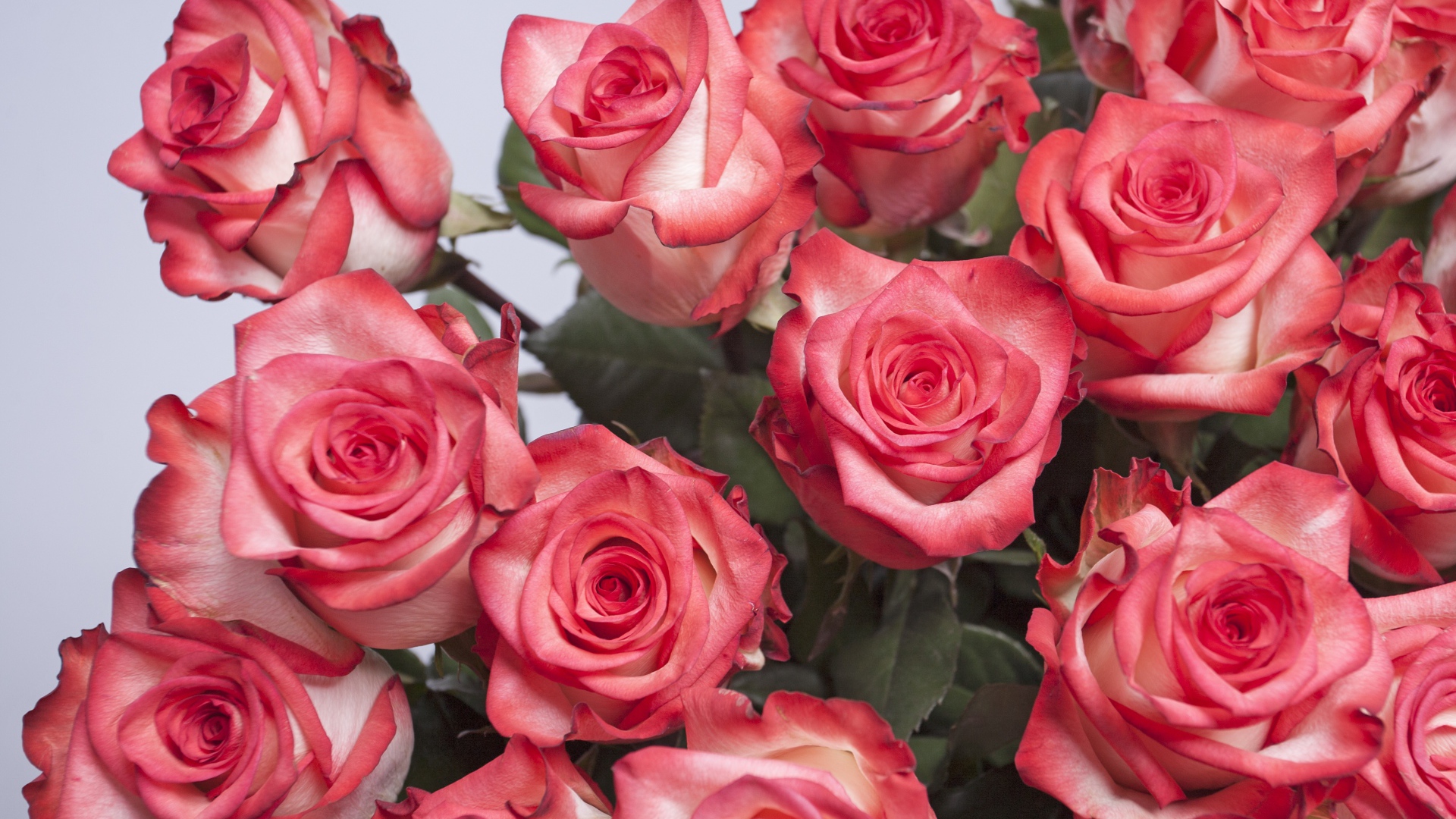 Большой букет розовых роз на сером фоне