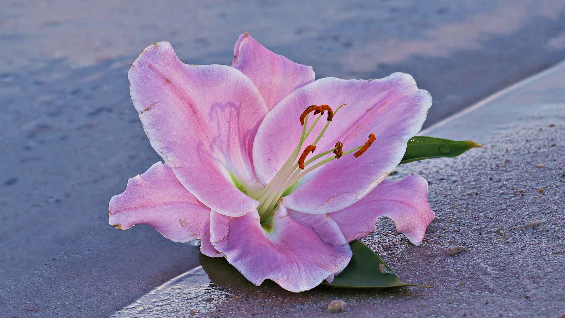 Розовая лилия на песке