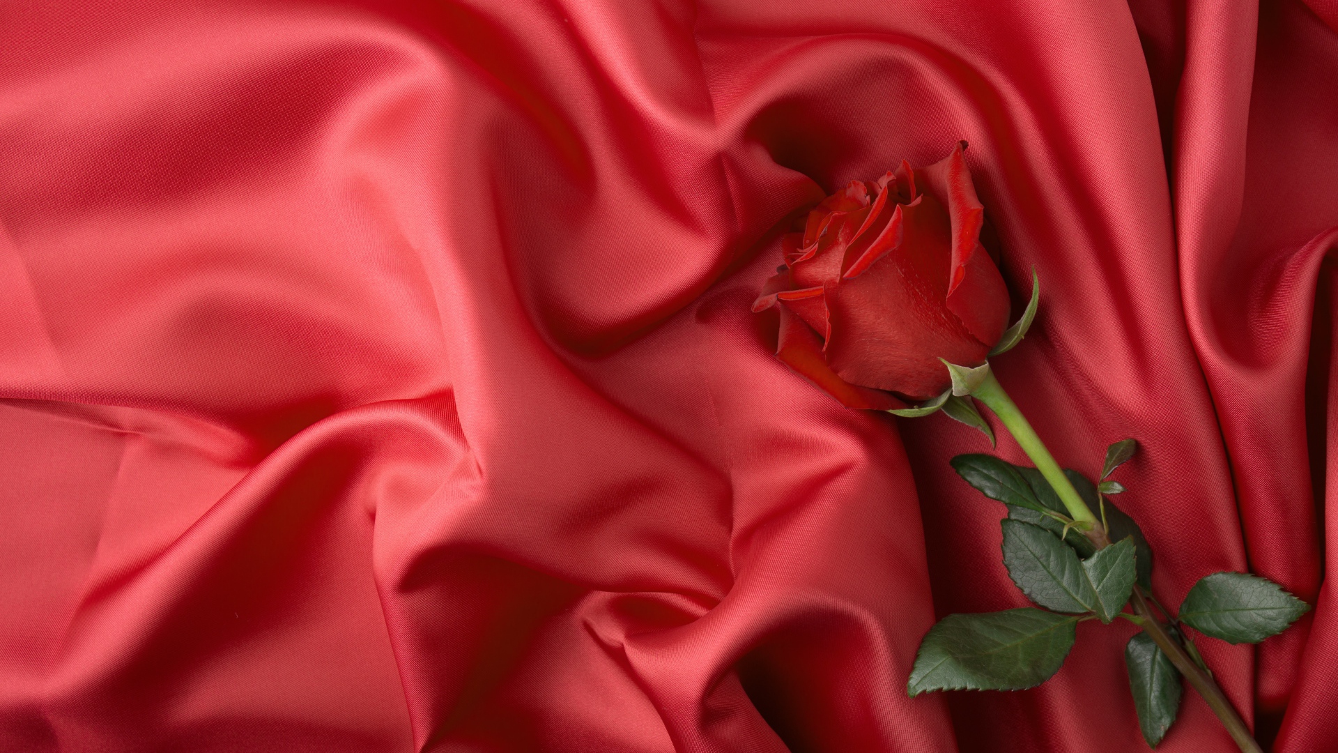 Красная роза лежит на красном шелковом покрывале