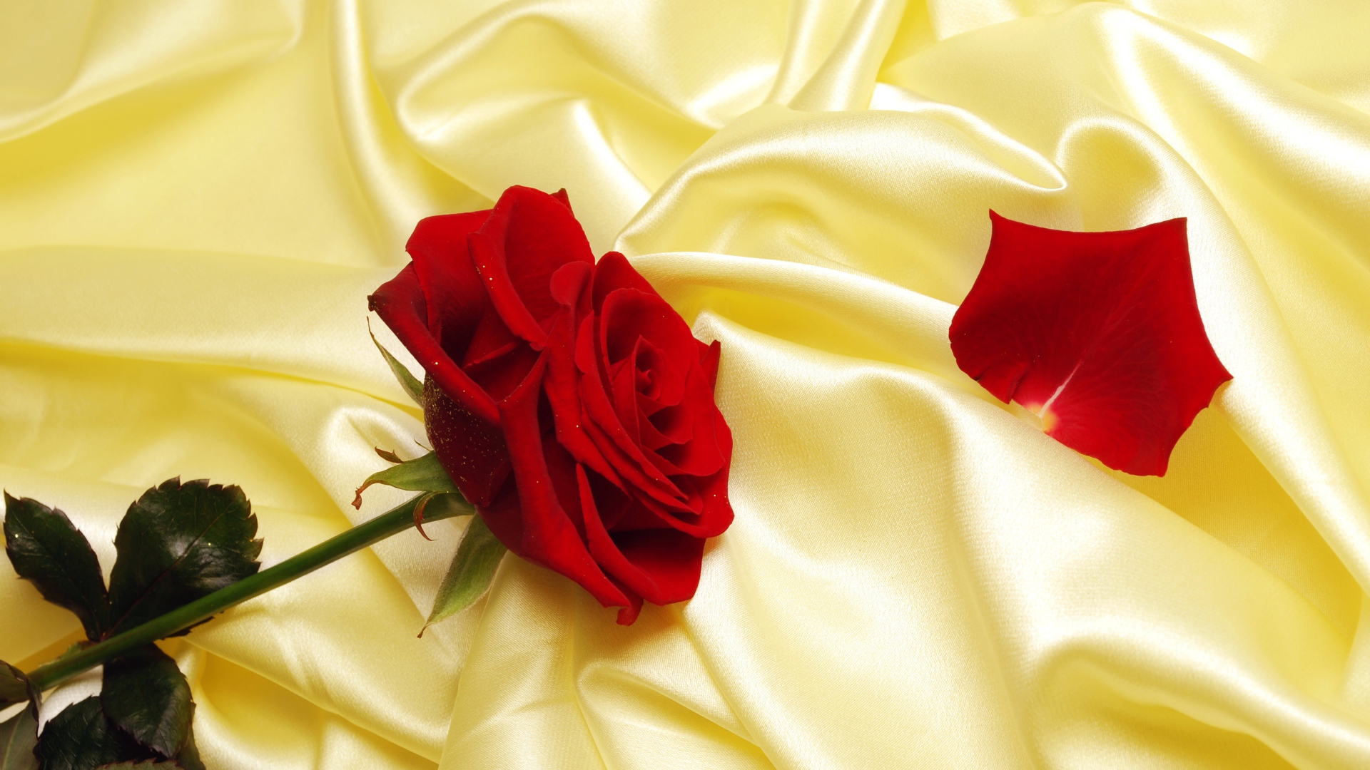 Нежная красная роза на шелковом желтом покрывале