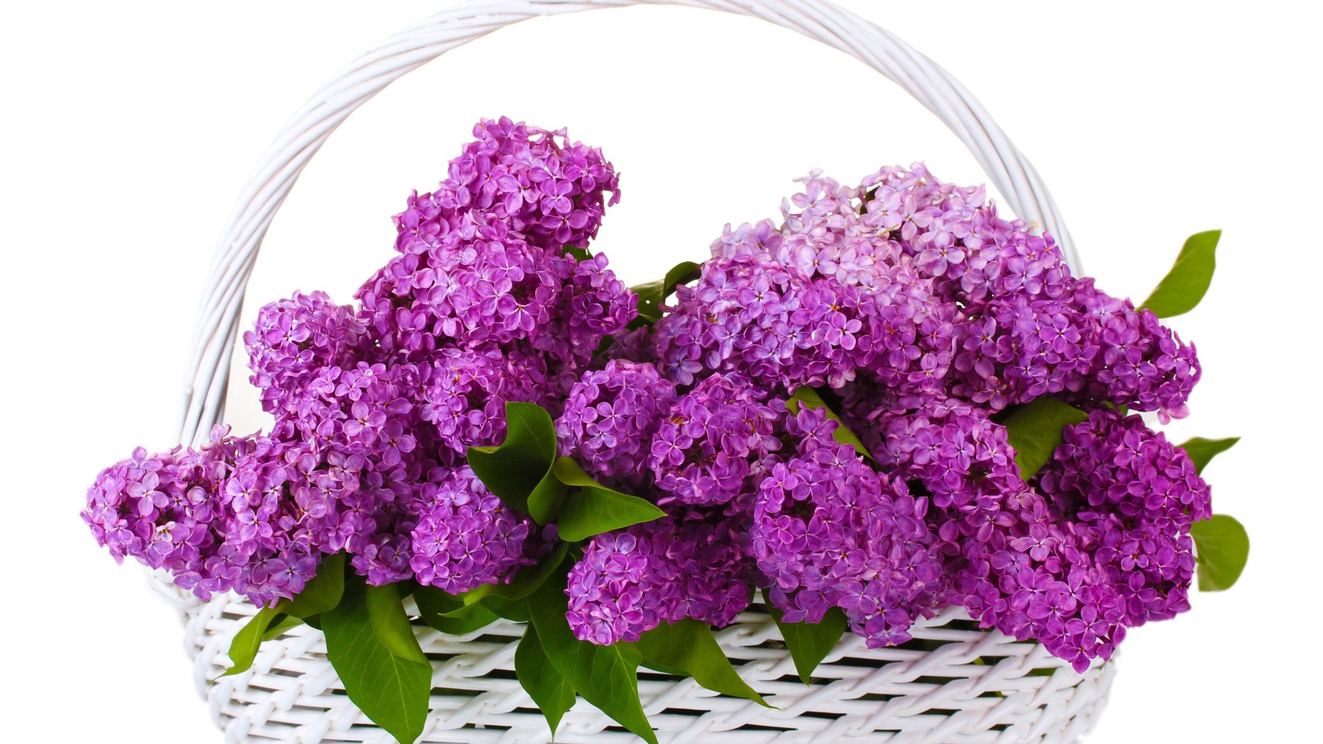 Корзина цветов сирени на белом фоне