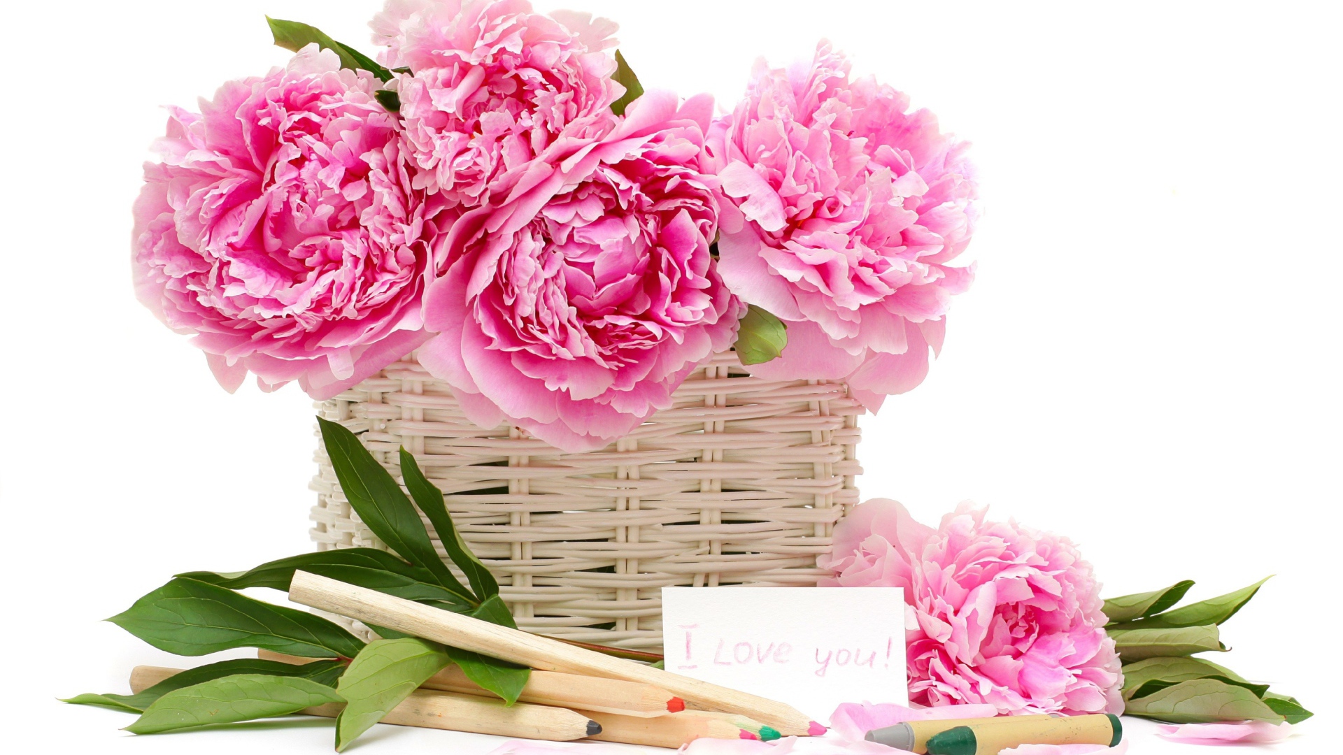 Корзина розовых пионов с карандашами на белом фоне