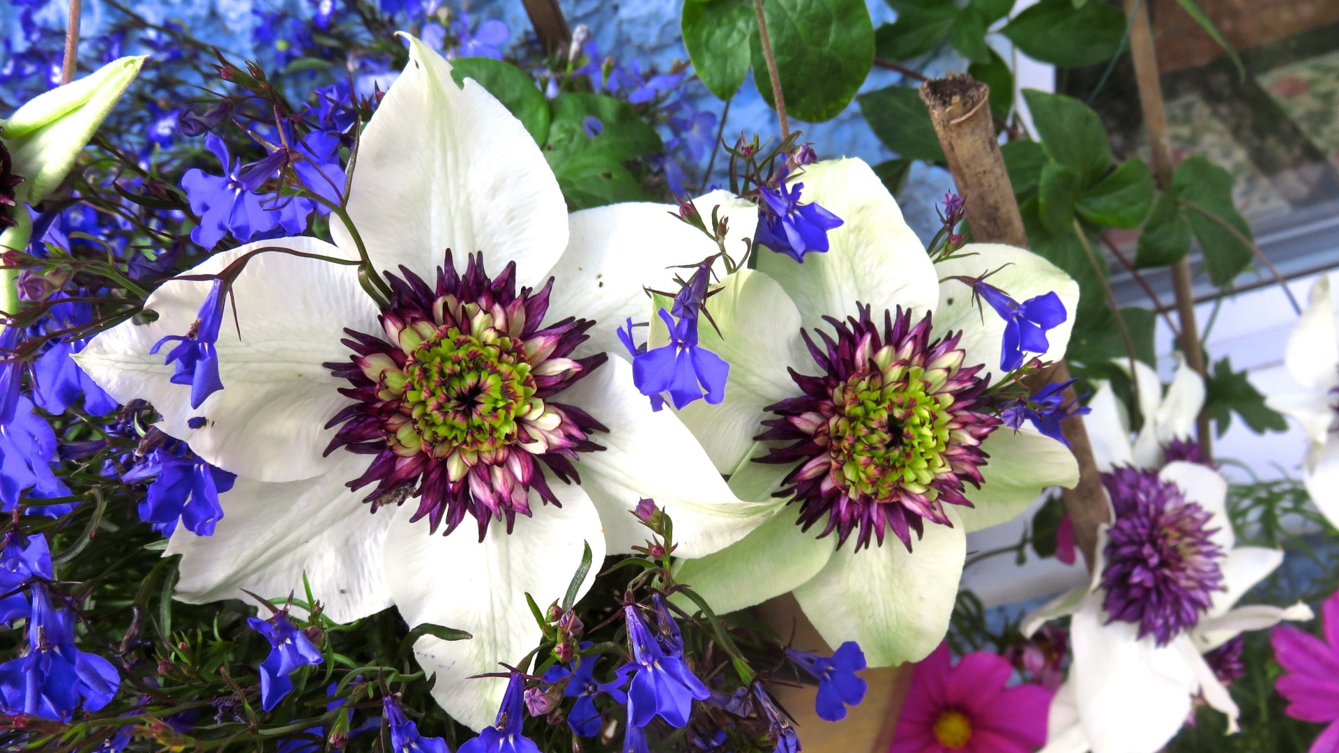 Красивые цветы клематисы с голубыми полевыми цветами