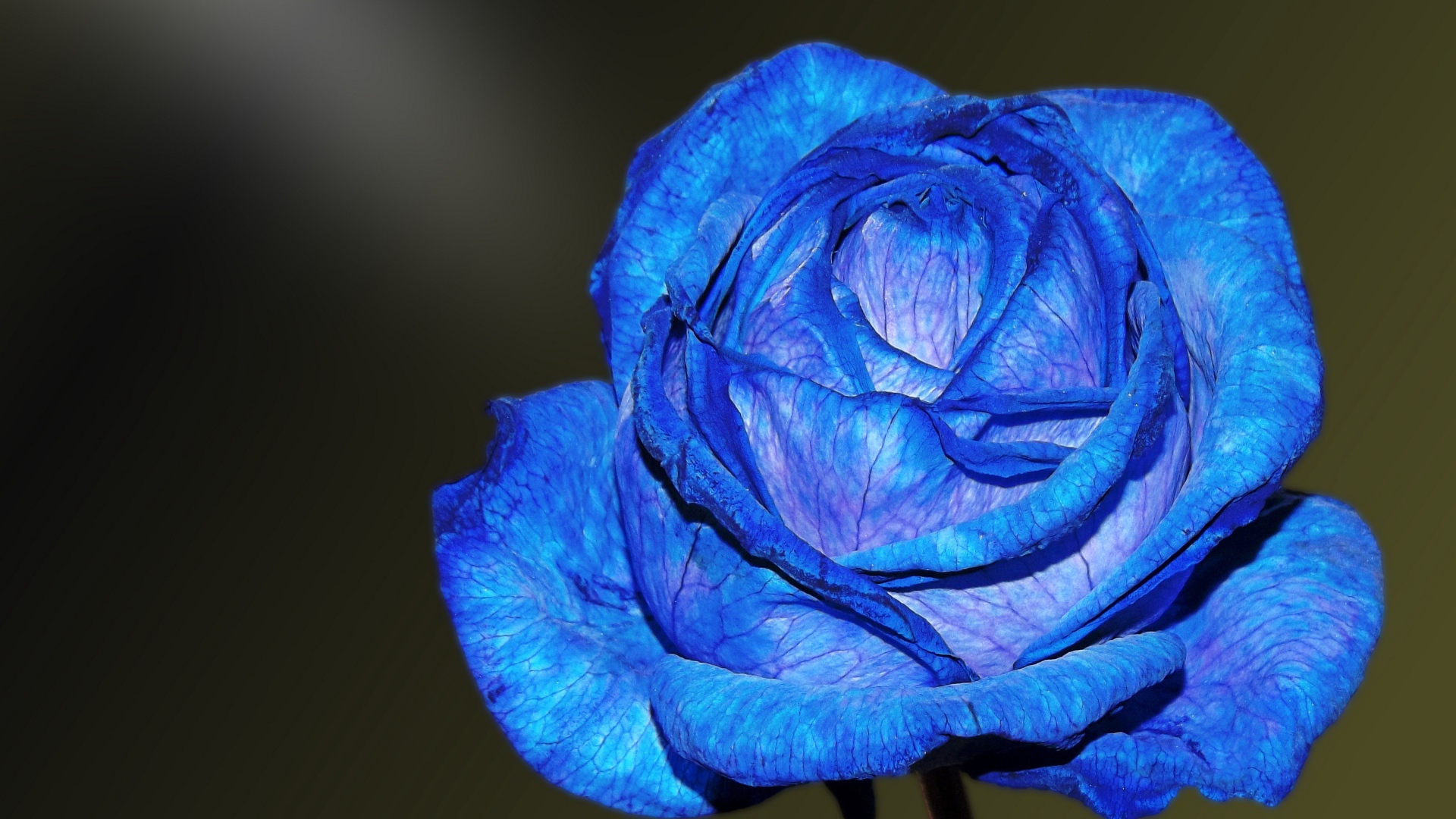 Красивая синяя роза с нежными лепестками