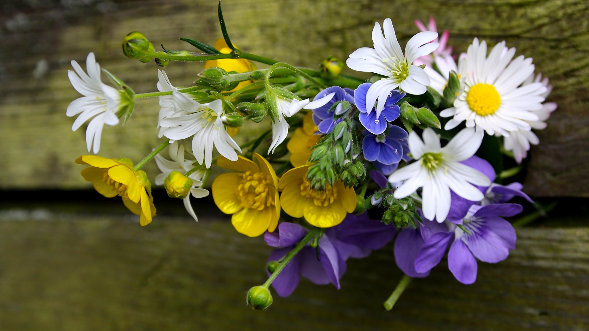 Красивый букет полевых цветов