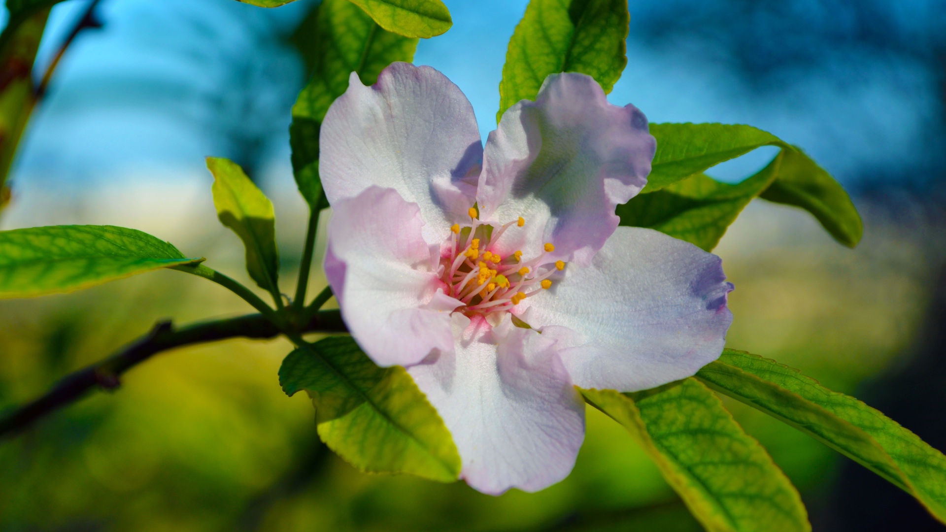 Красивый нежный цветок яблони с зелеными листьями