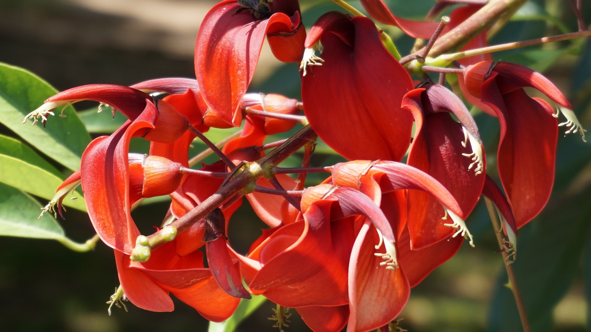 Красивый экзотический красный цветок