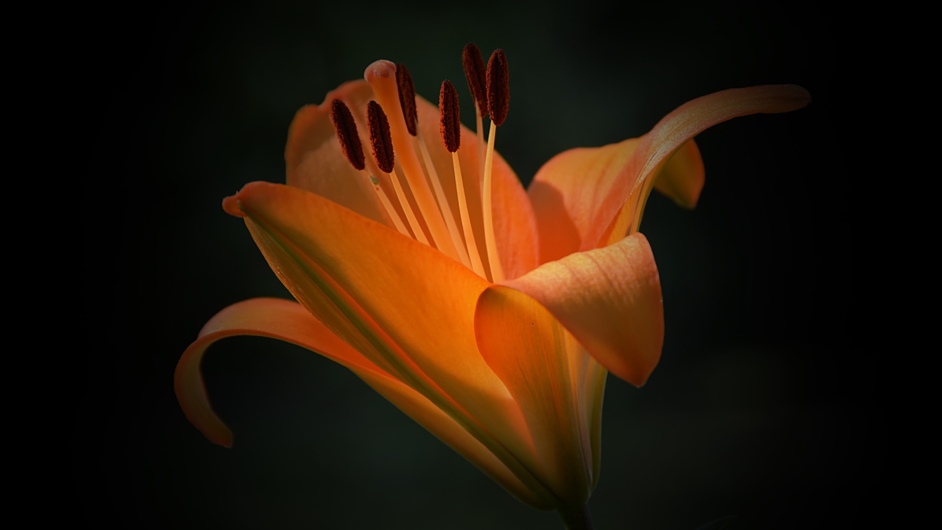 Красивый цветок оранжевой лилии крупным планом