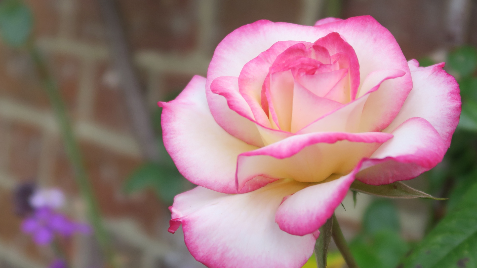 Красивая ароматная розовая роза крупным планом