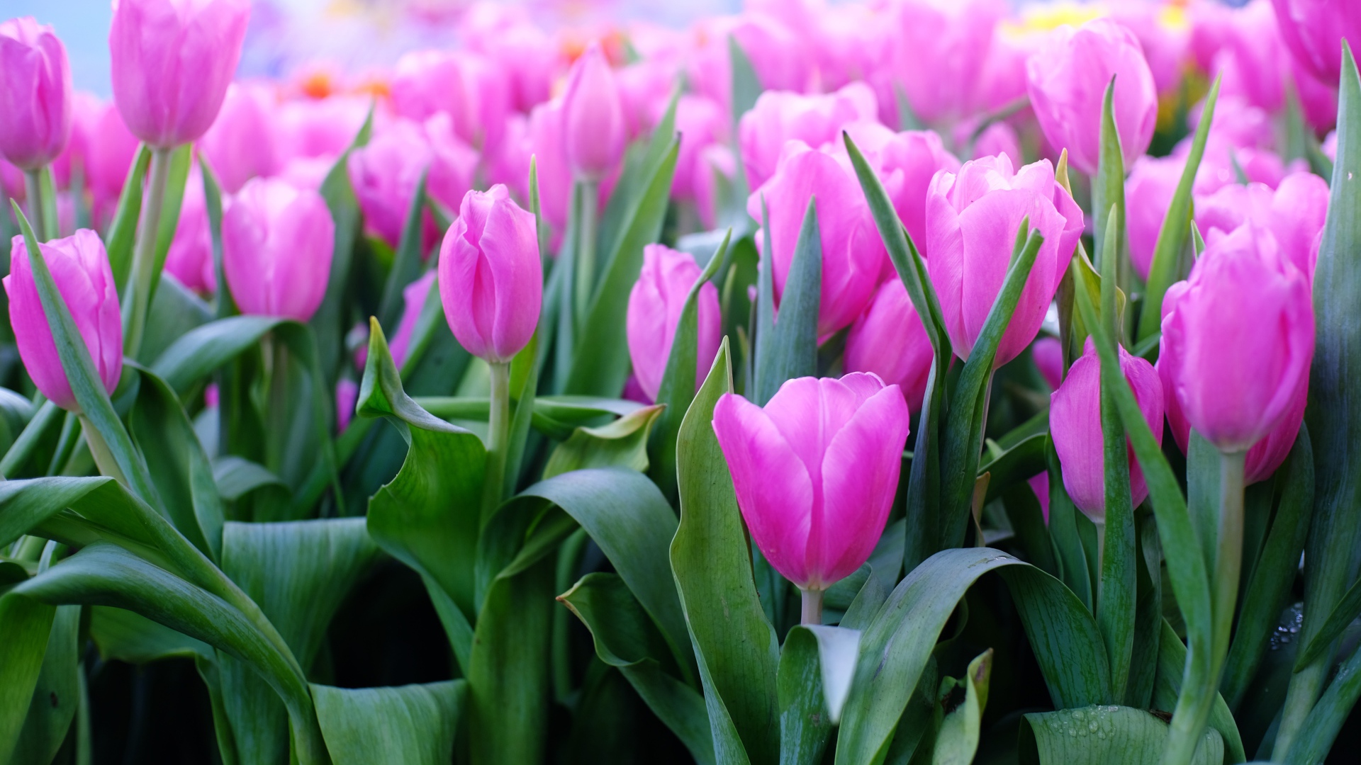 Красивые нежные сиреневые тюльпаны 