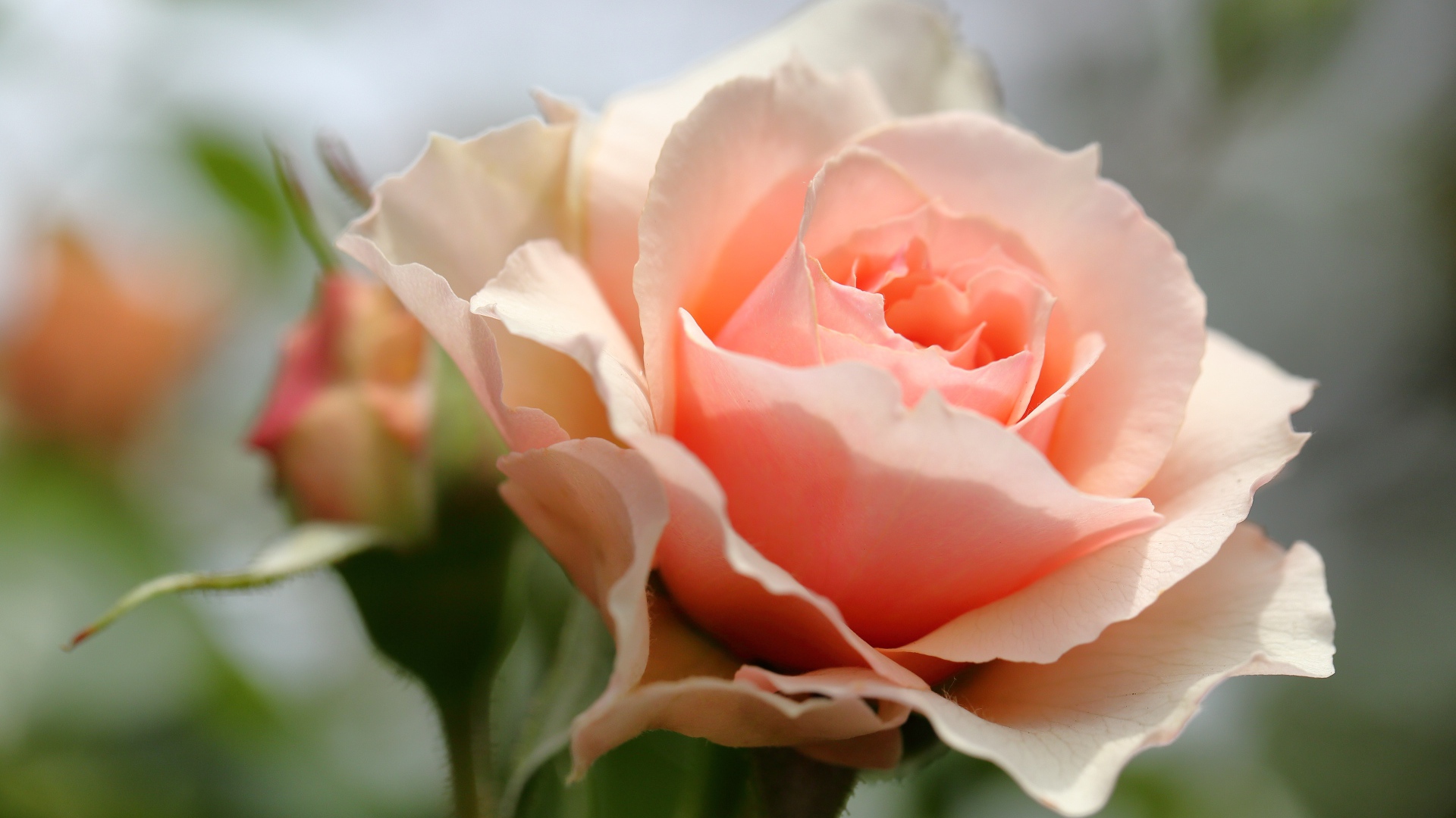 Красивая нежная розовая роза крупным планом