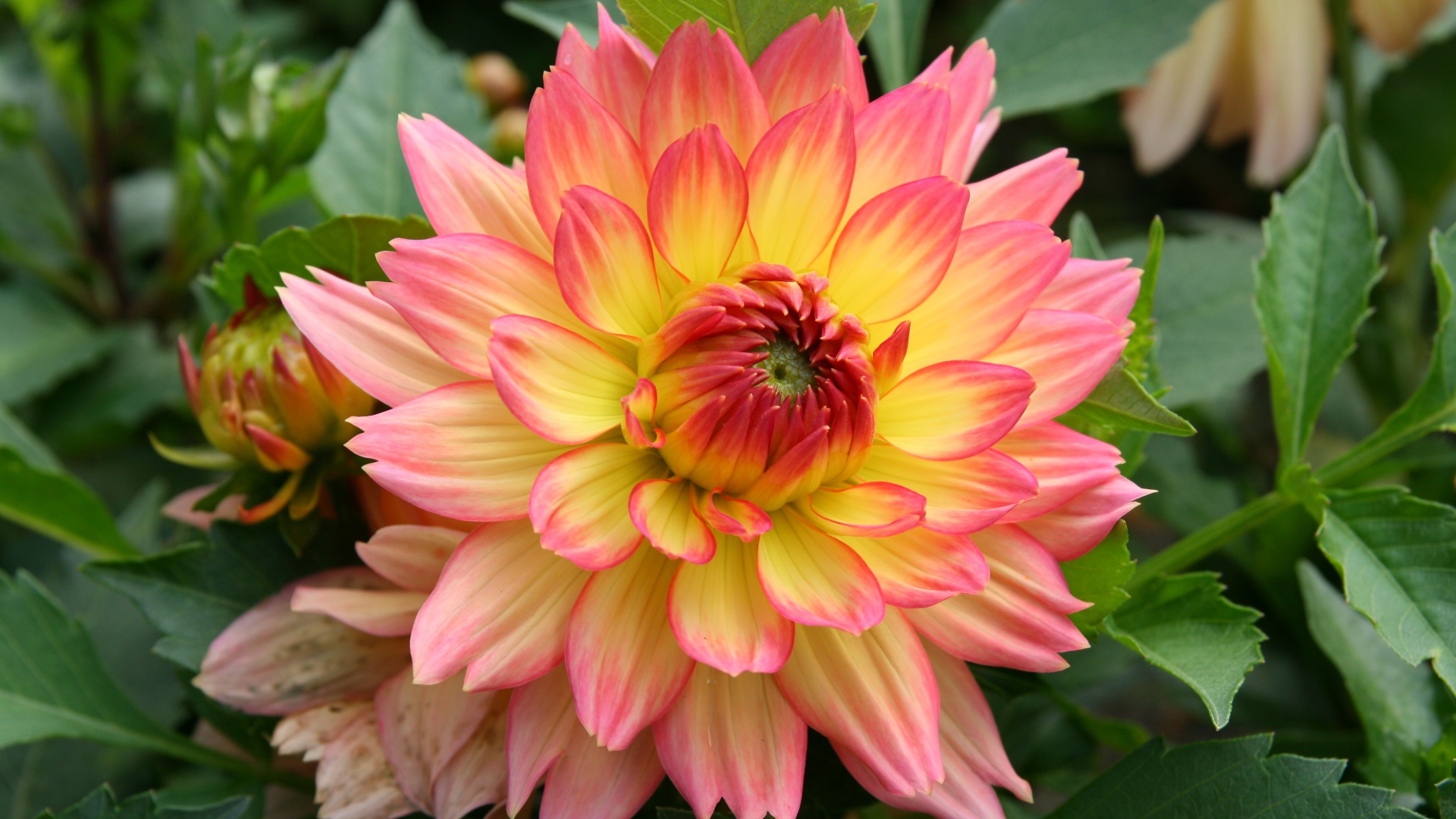 Красивый нежно розовый с желтым цветок георгина