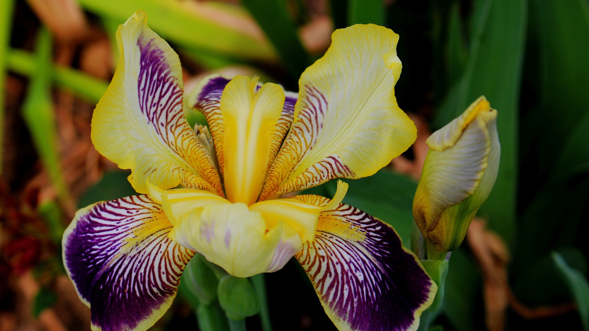 Красивый цветок ириса крупным планом