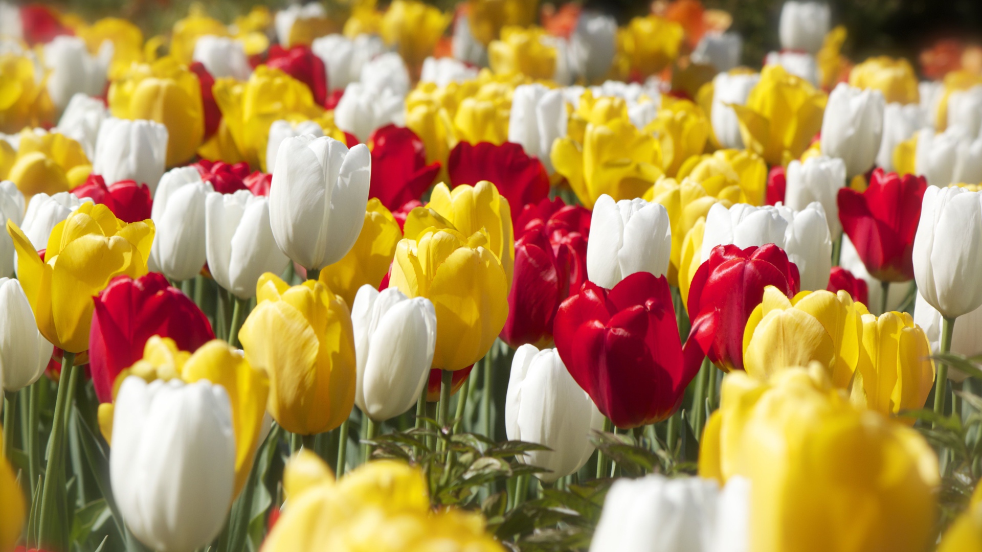 Красивые разноцветные тюльпаны под солнцем