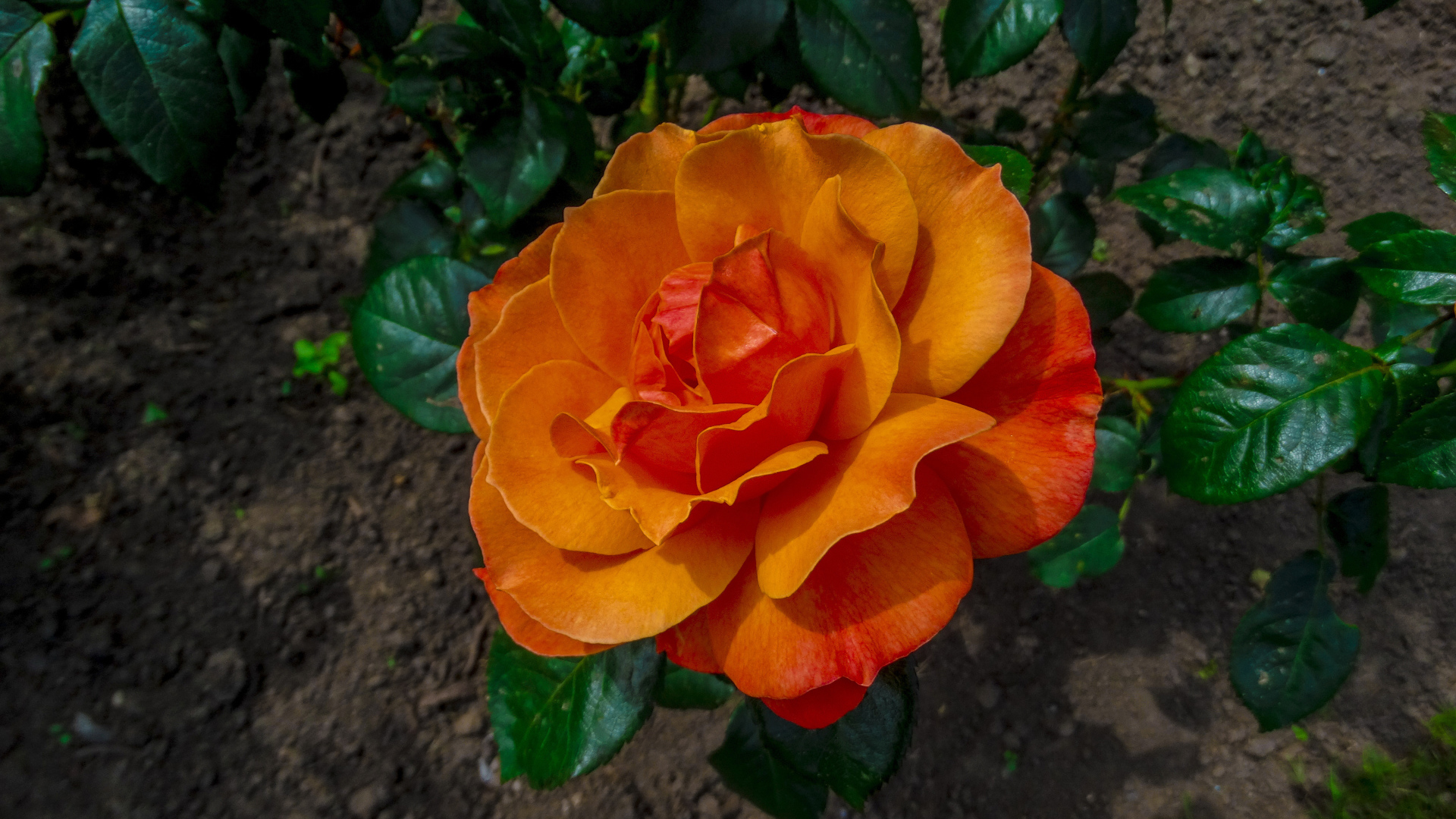 Красивая оранжевая роза на клумбе вид сверху