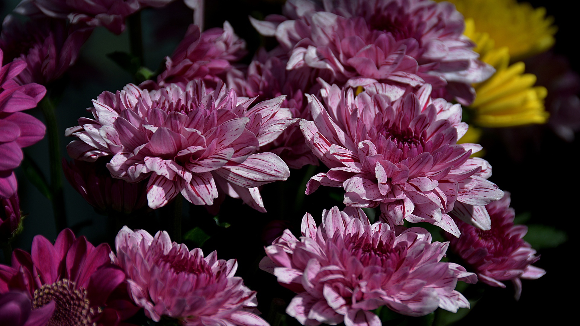 Красивые розовые цветы хризантемы