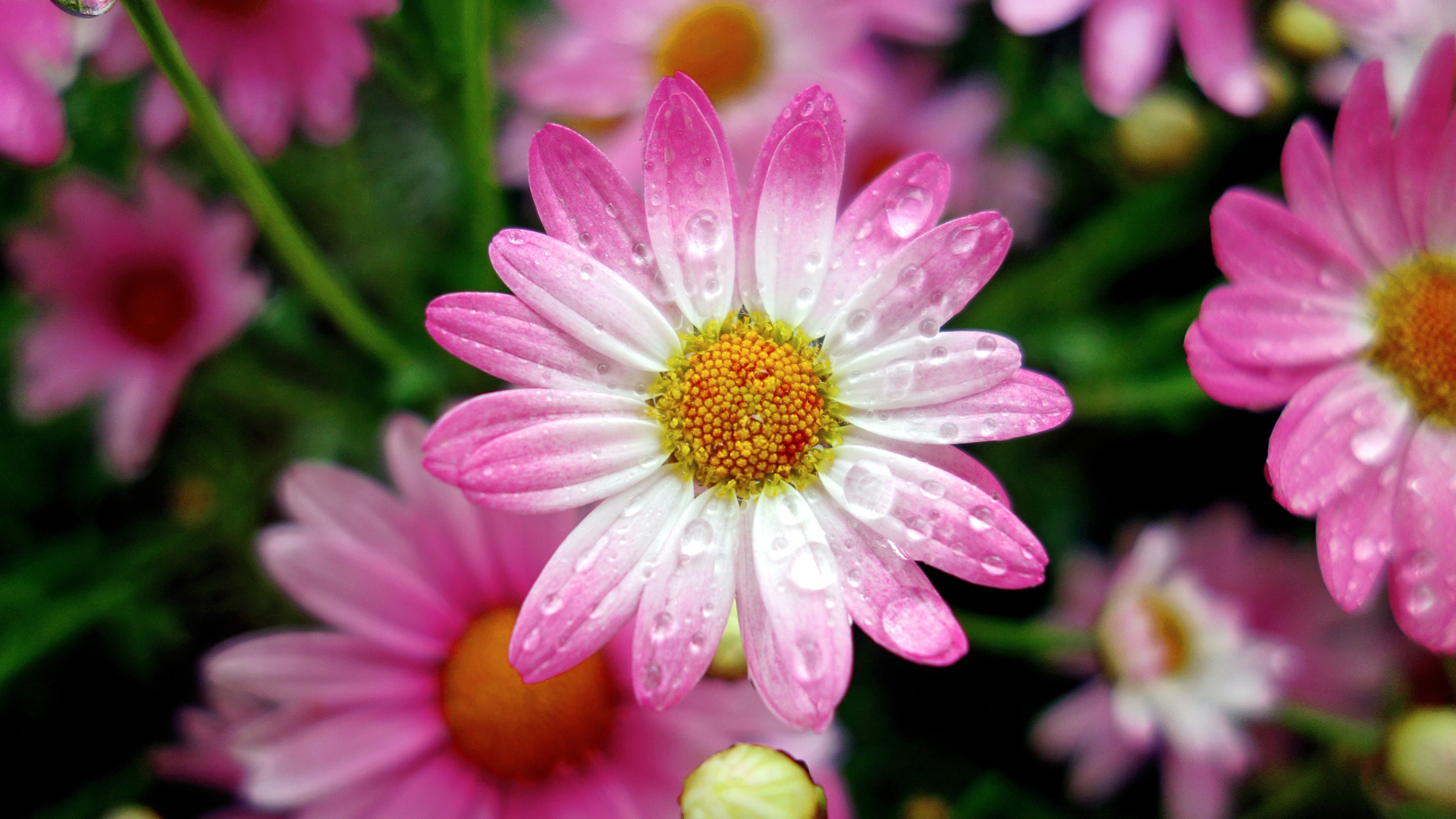 Красивая розовая ромашка в каплях росы крупным планом