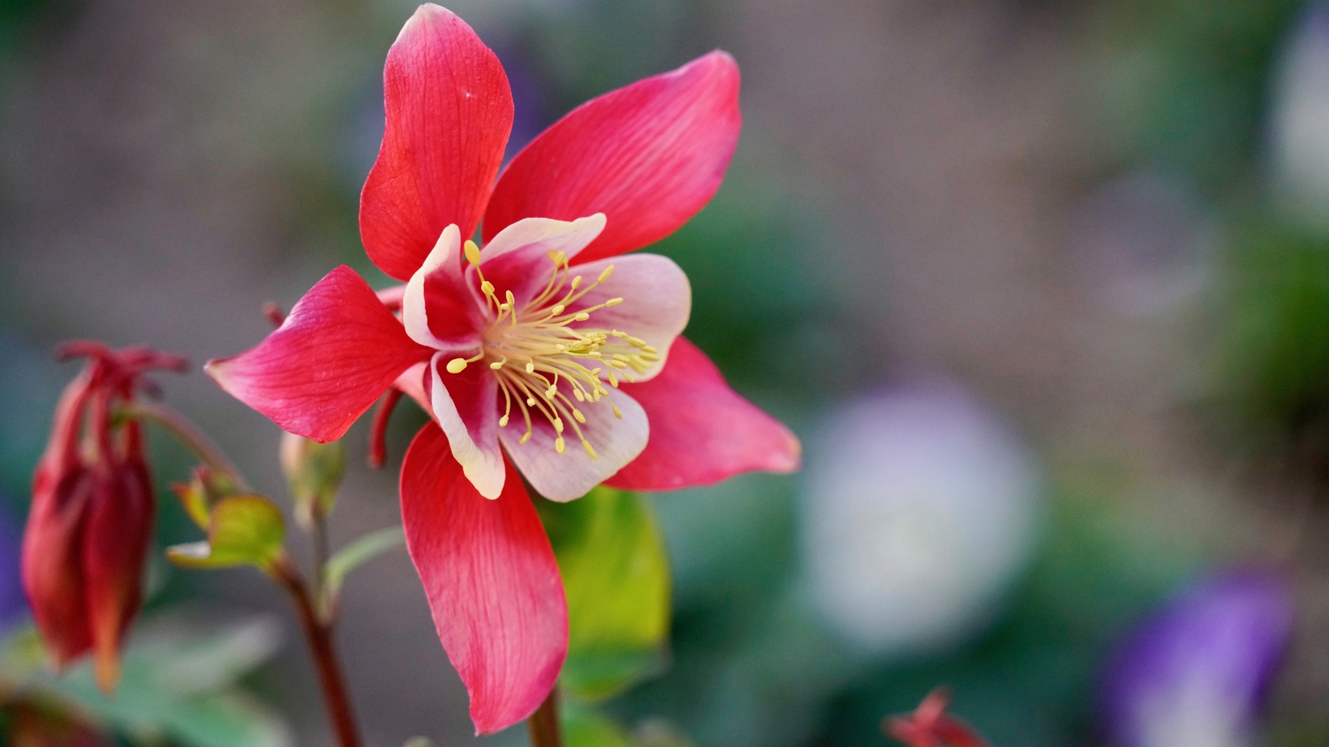 Красивый розовый цветок водосбор крупным планом