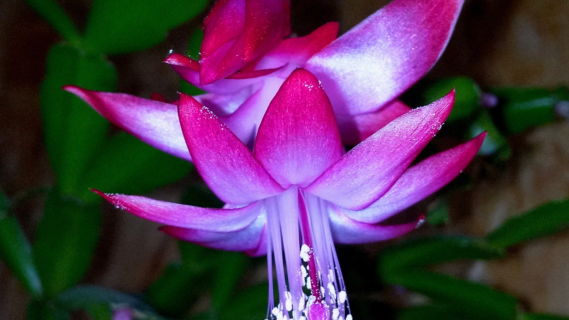 Красивый розовый комнатный цветок декабрист