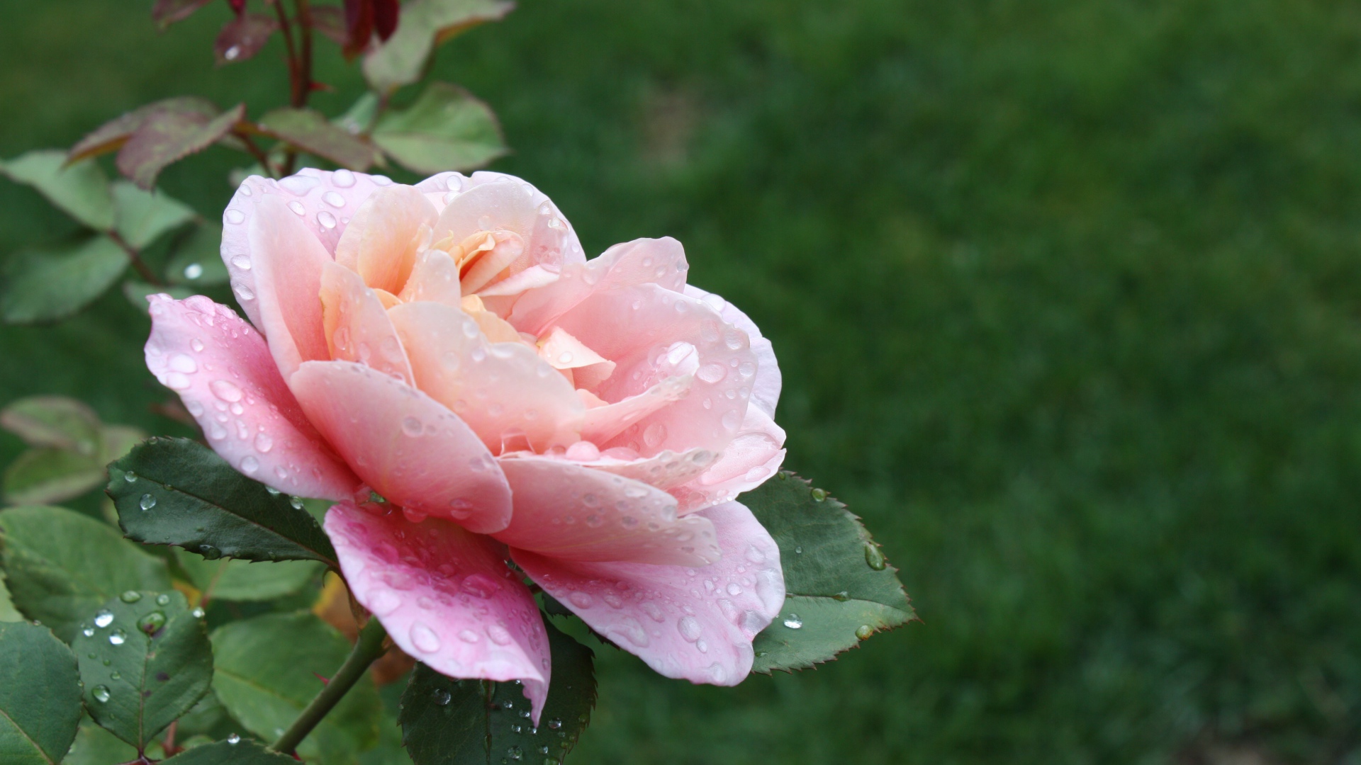 Красивая розовая роза в каплях росы на клумбе